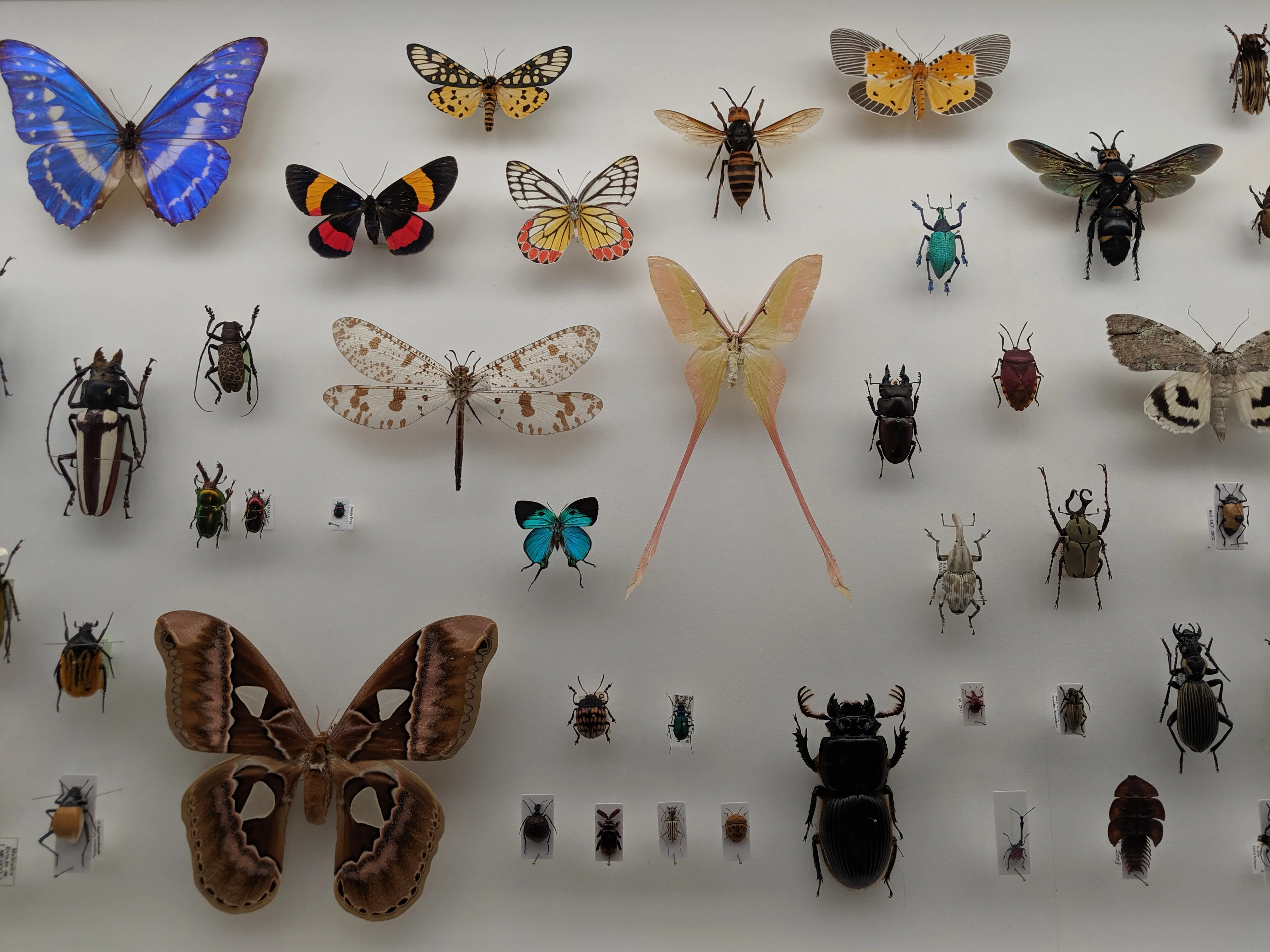 2121 butterflies.C9p oN__.jpg