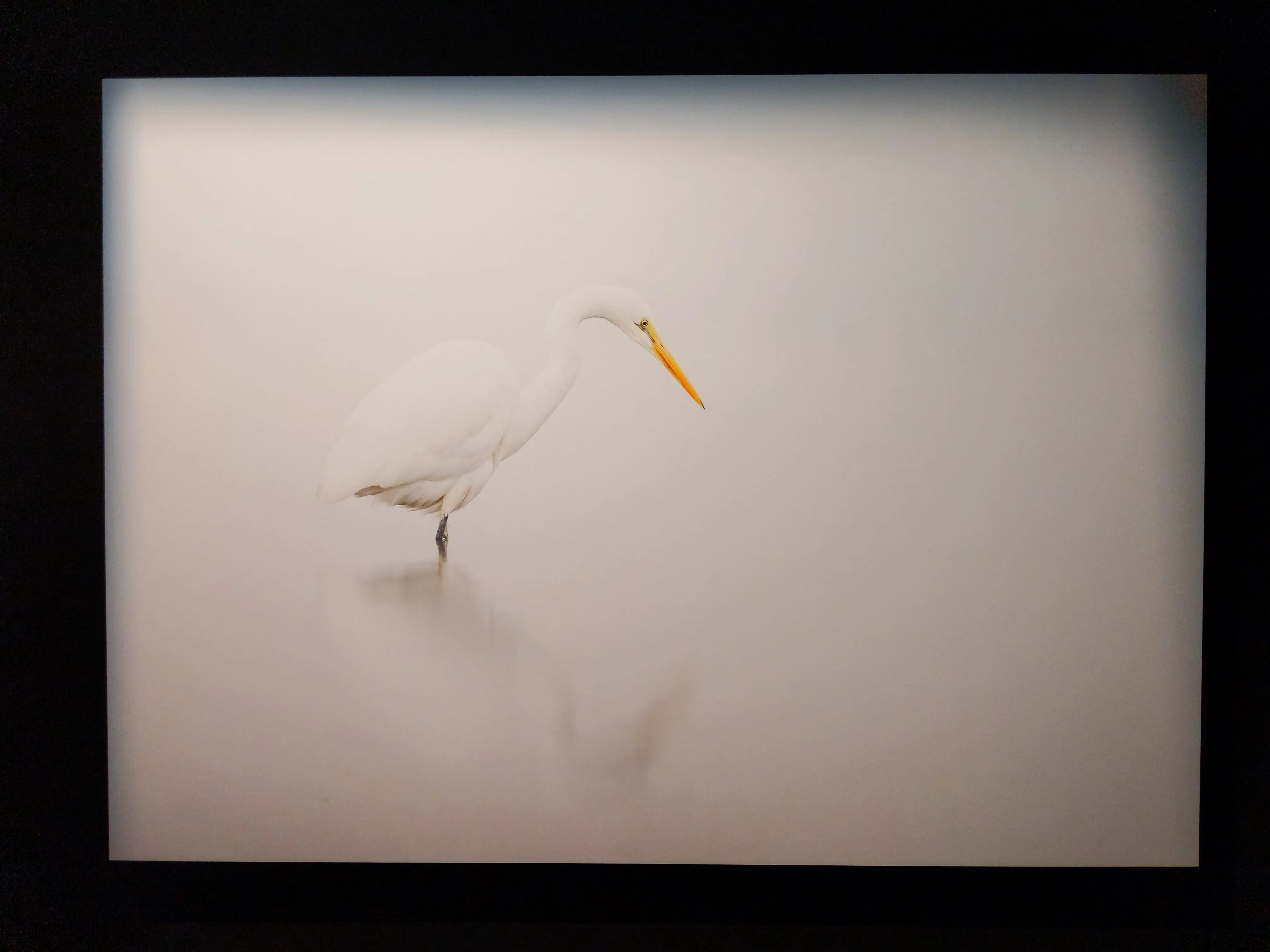 The Australian Museum