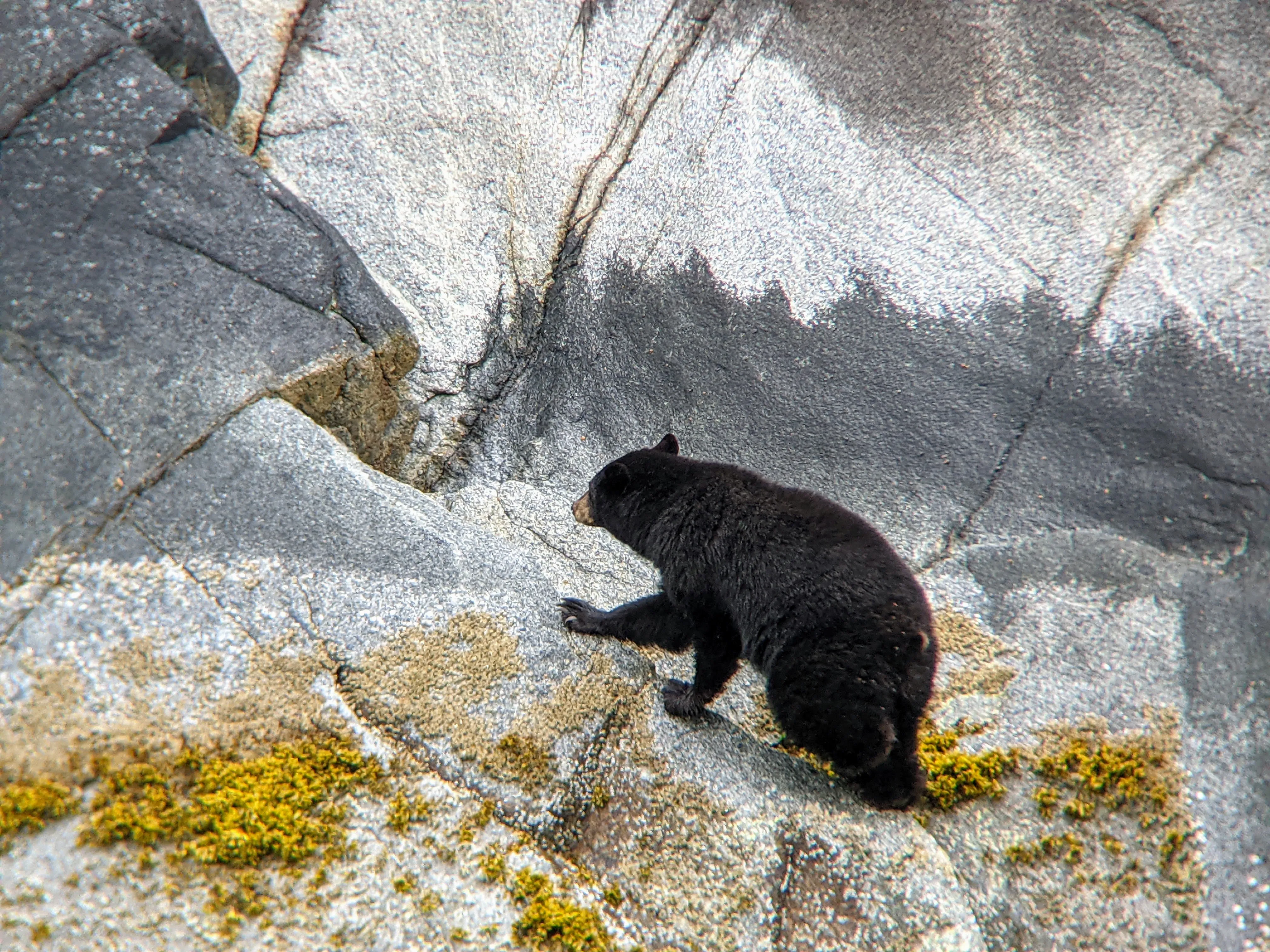 cruise bear climbing close.CGQXdi2k.jpg