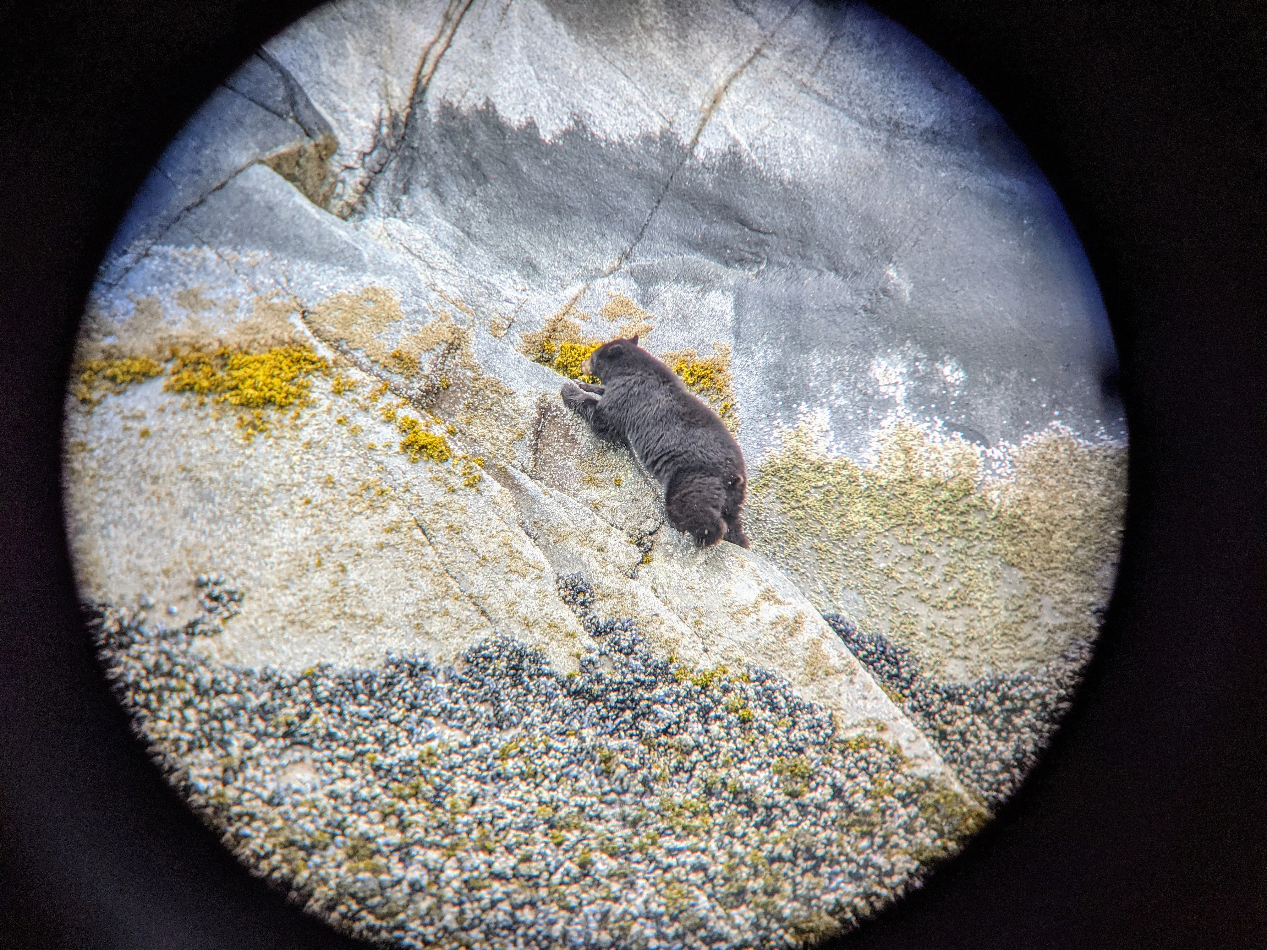 cruise bear climbing.DrMFprxX.jpg