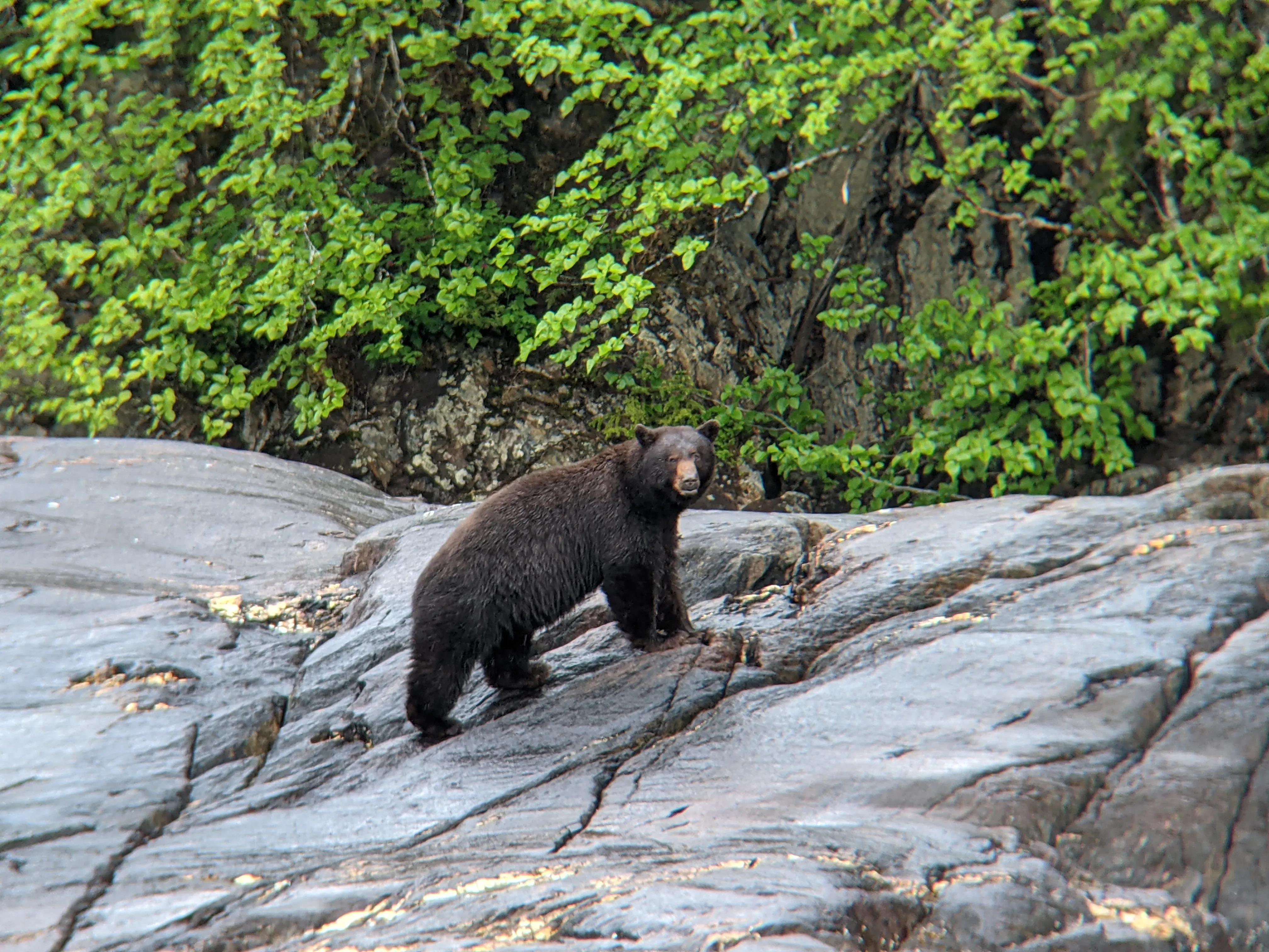cruise bear looking.h67vnCSo.jpg