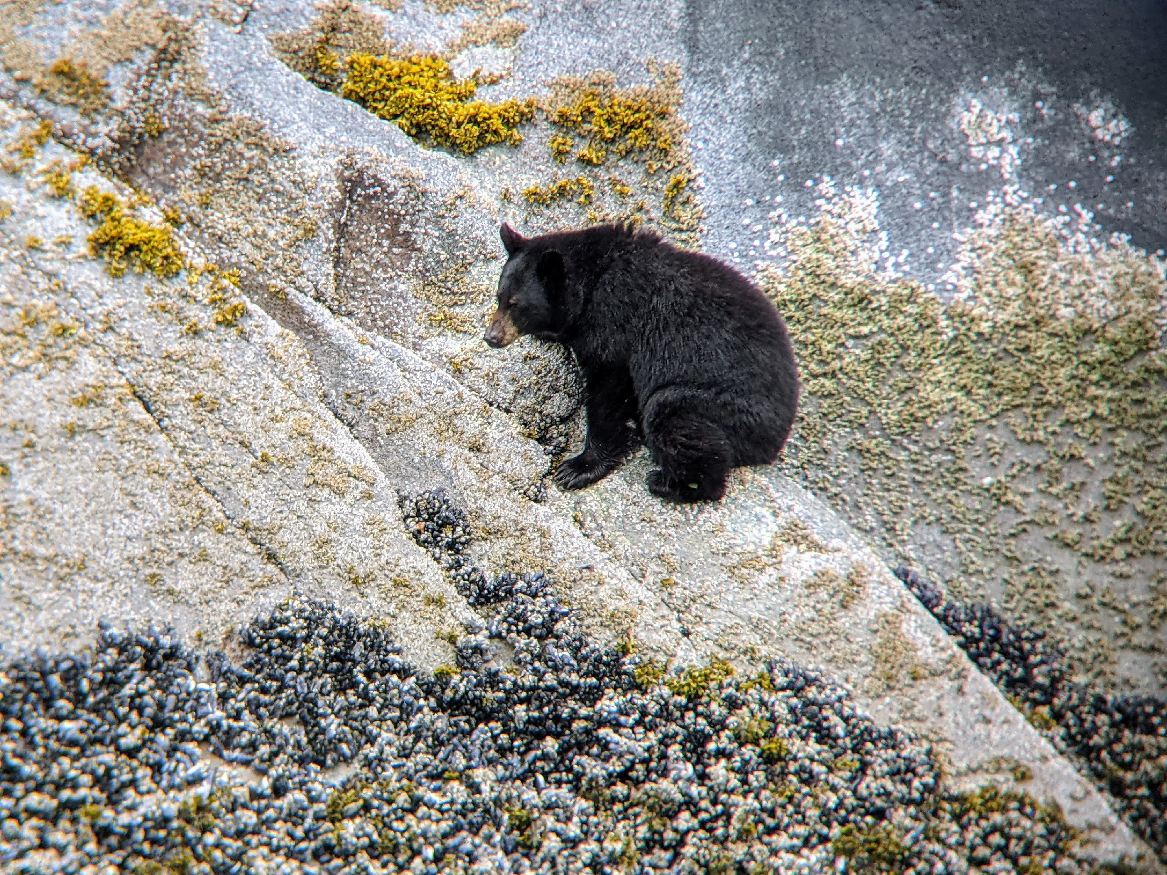 cruise bear sitting.C06EPVIb.jpg