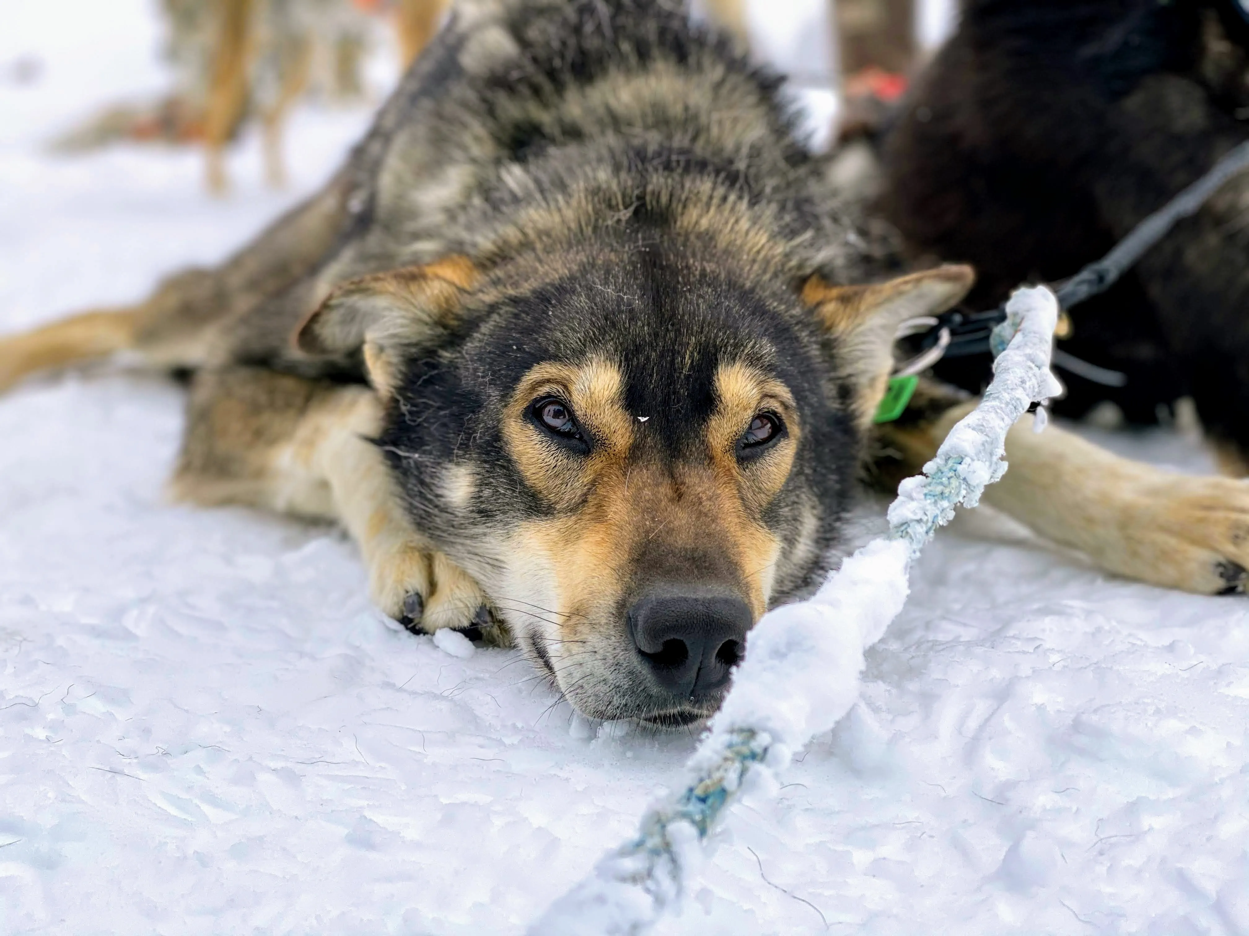 dogs lying down.DRNokoQc.jpeg