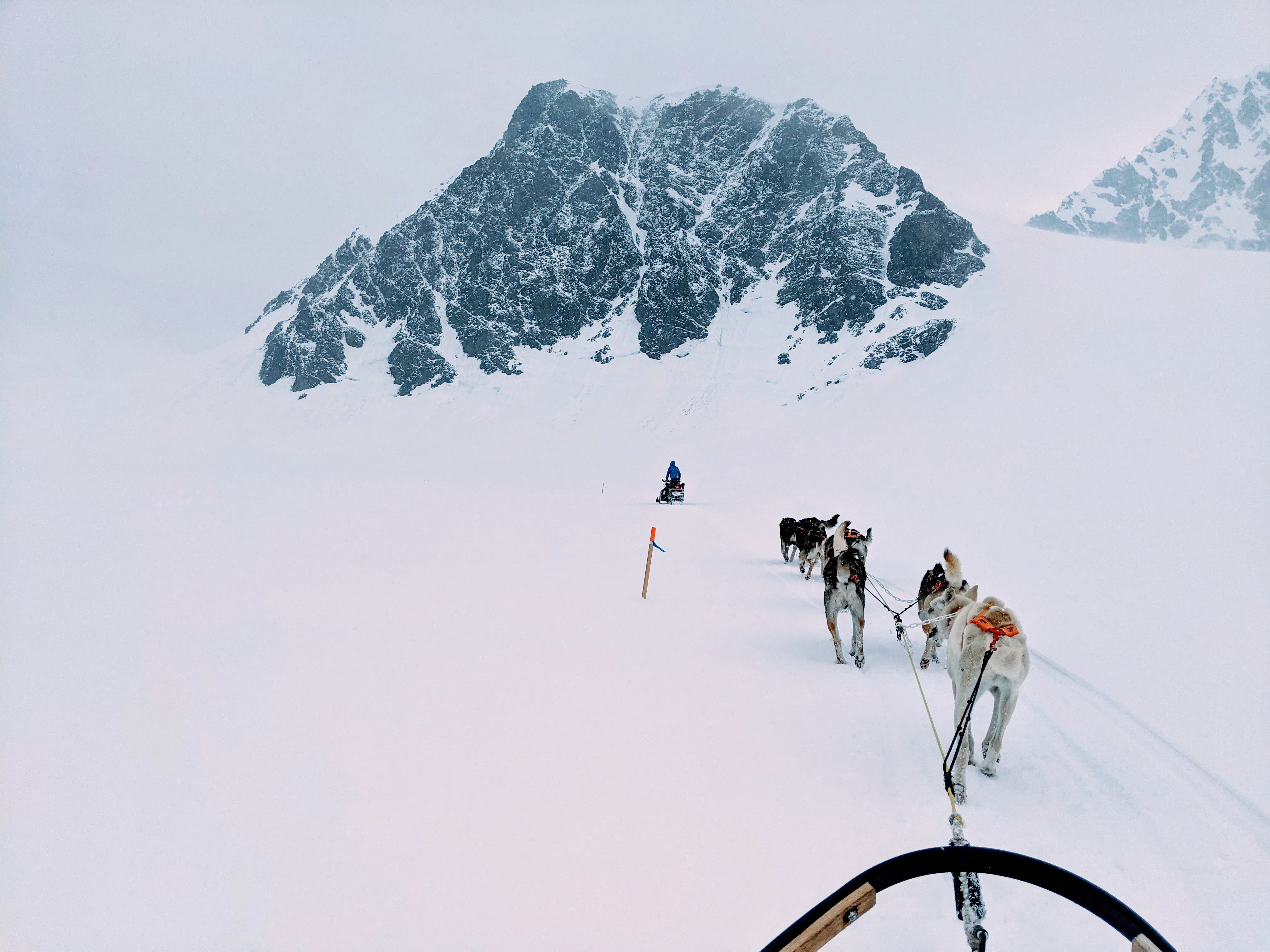 dogs running.CcV11baW.jpg