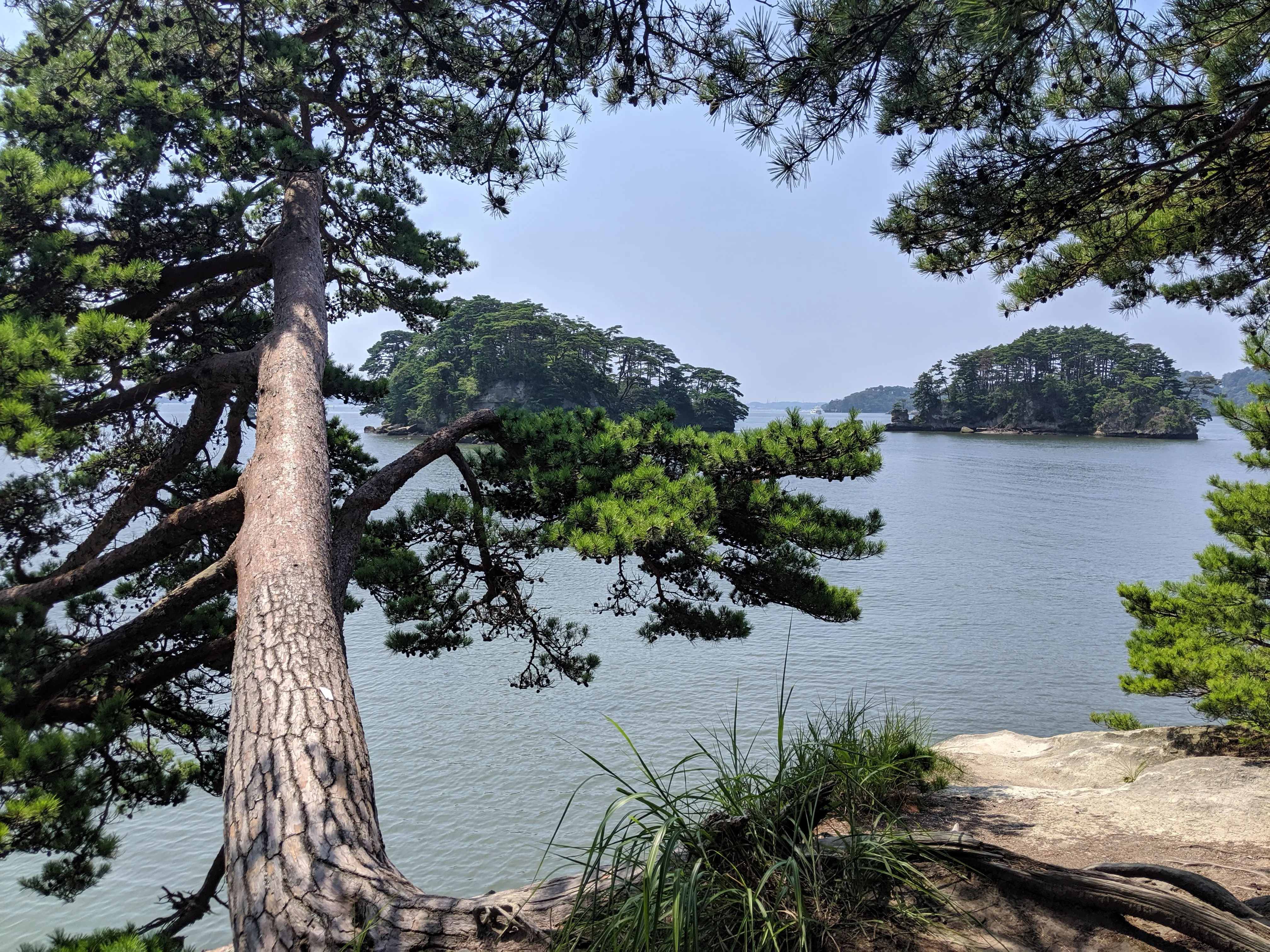 fukuura tree.DW8jUvXn.jpg