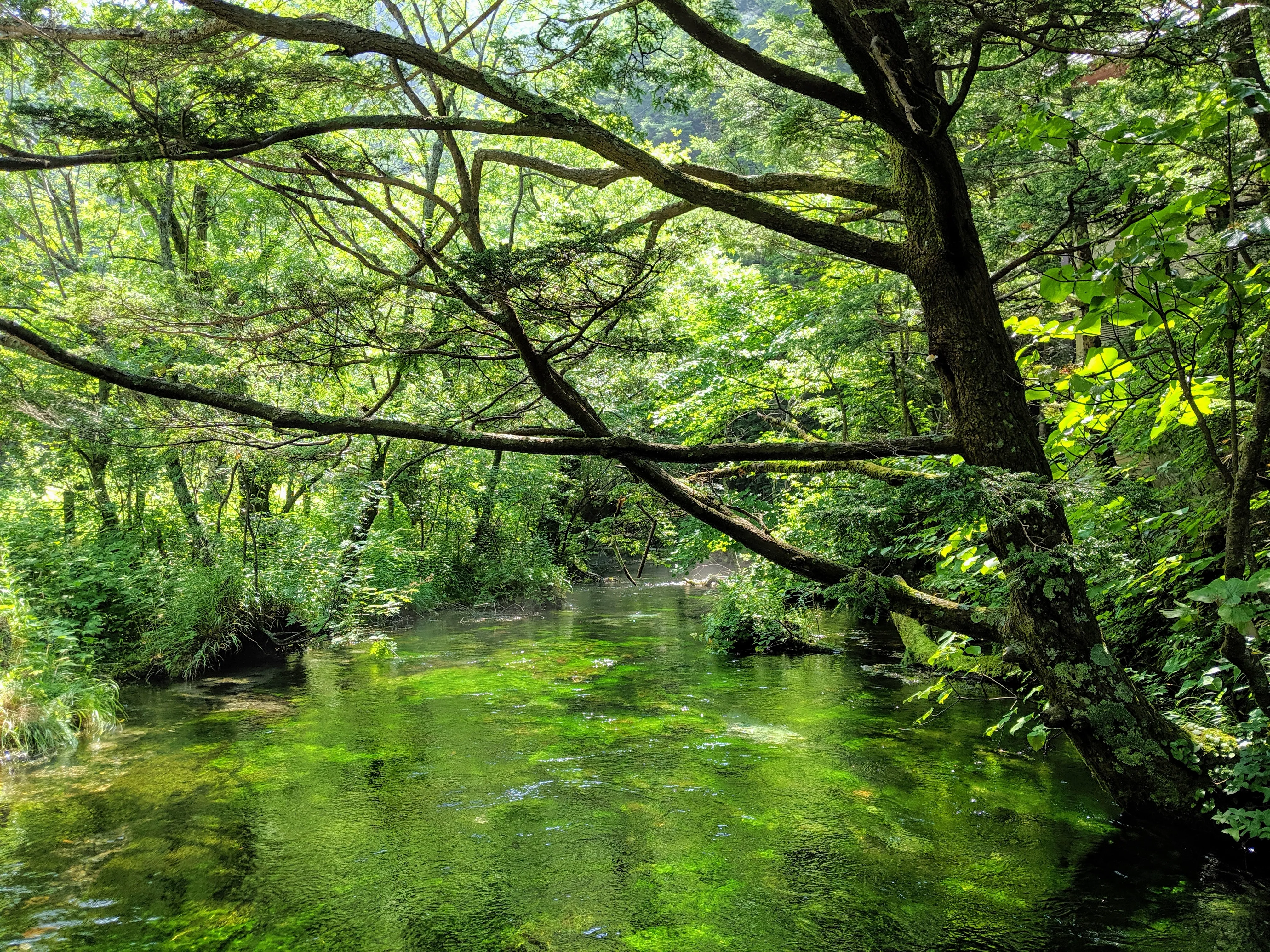 green stream.BUkPDd6r.jpg