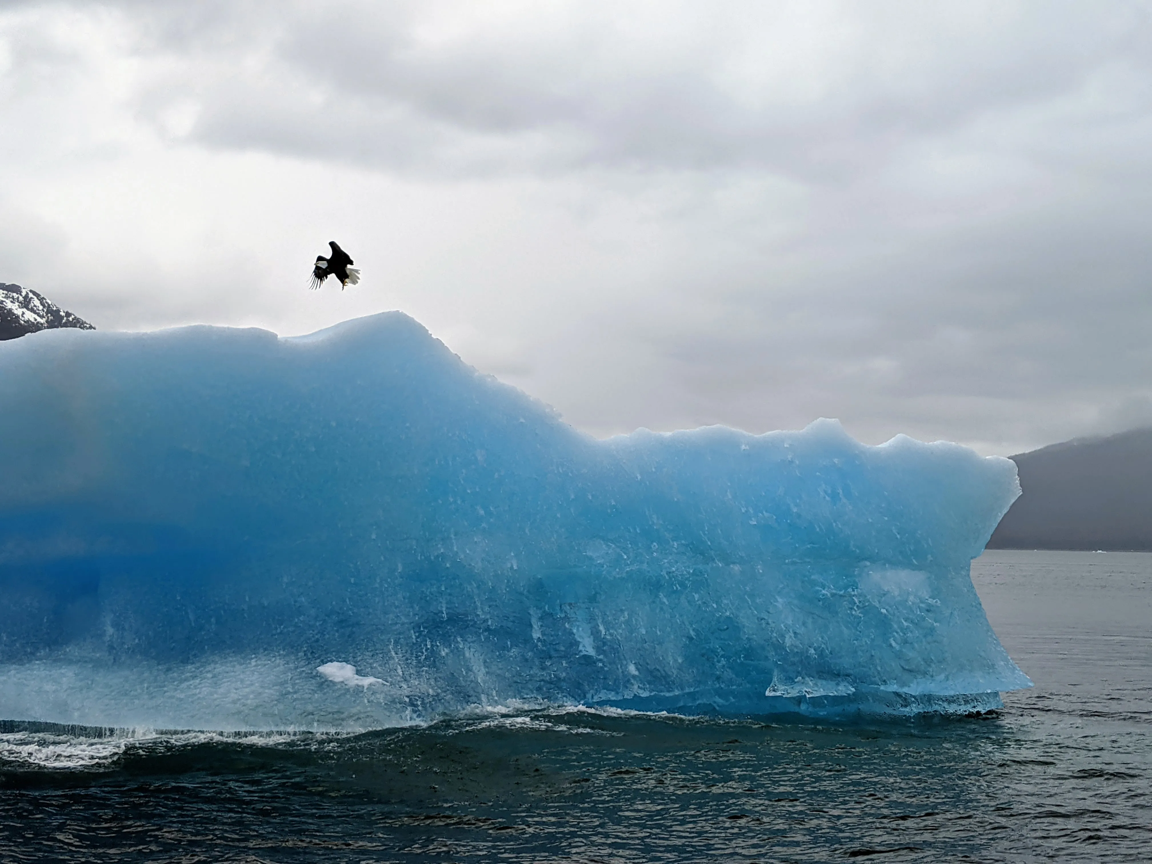 juneau glacier eagle.B3Xd4fN9.jpg