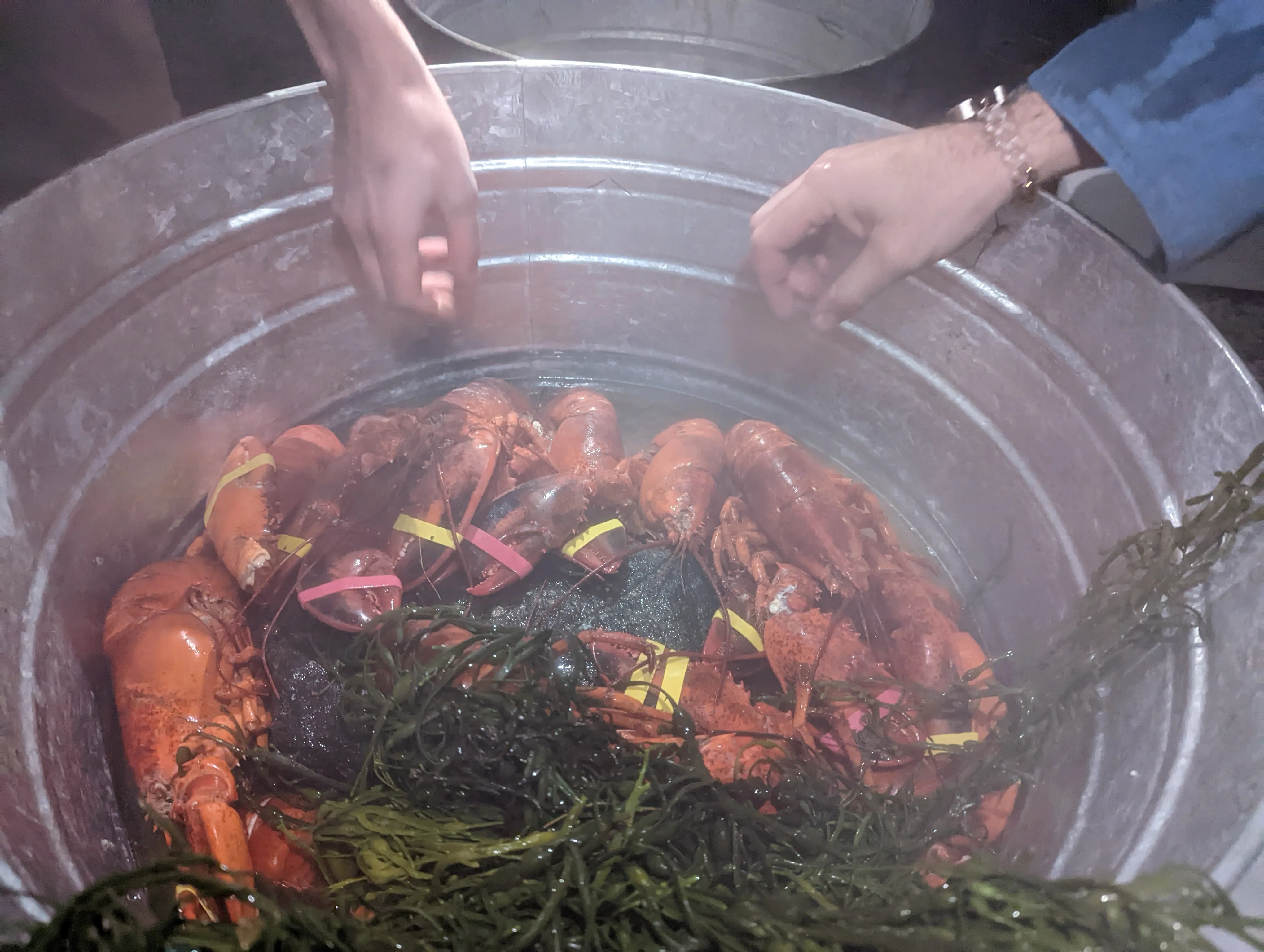 me grab lobster.SMeh9mYJ.jpg