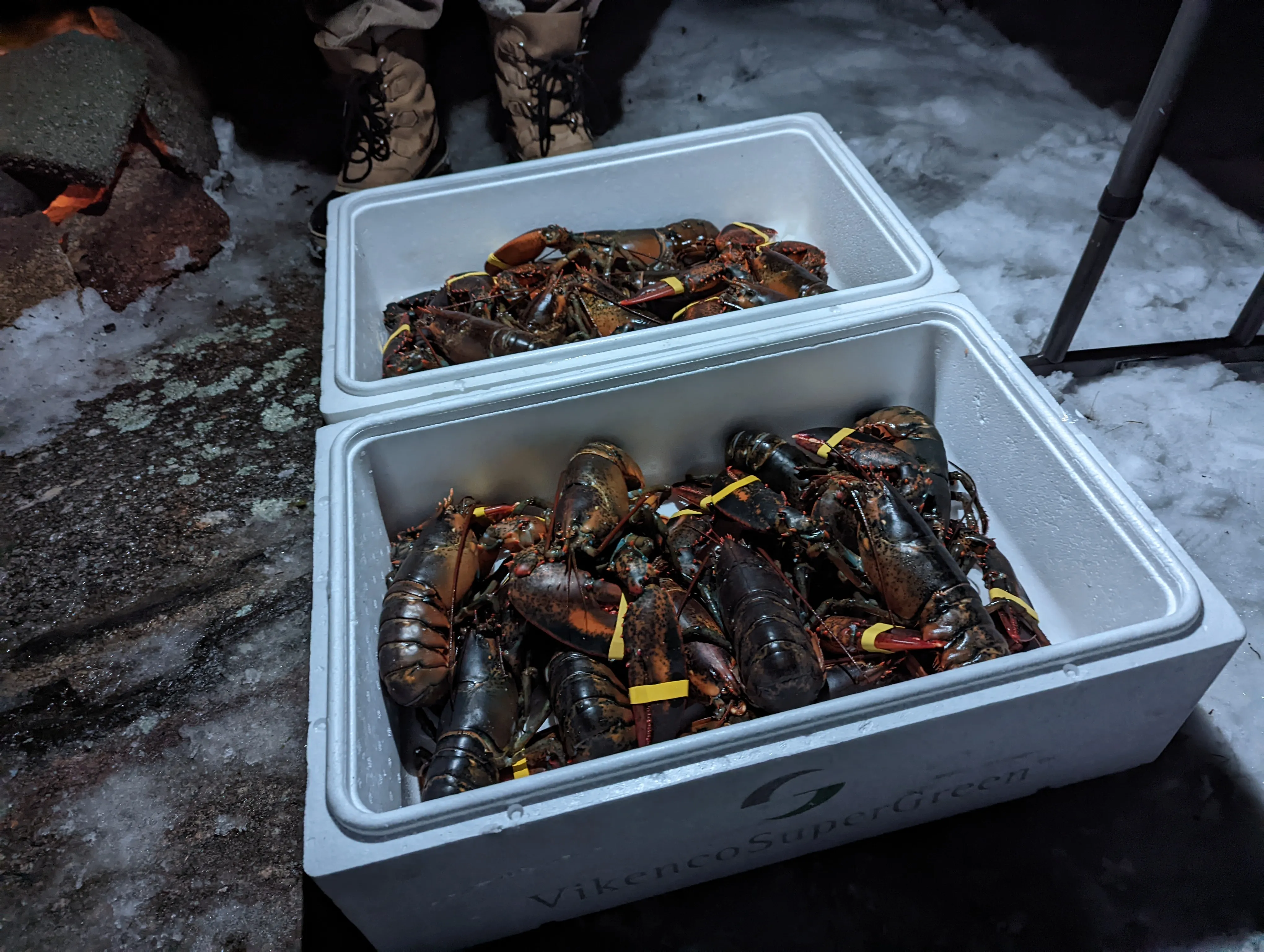 me lobsters.BZvmE1Rp.jpg