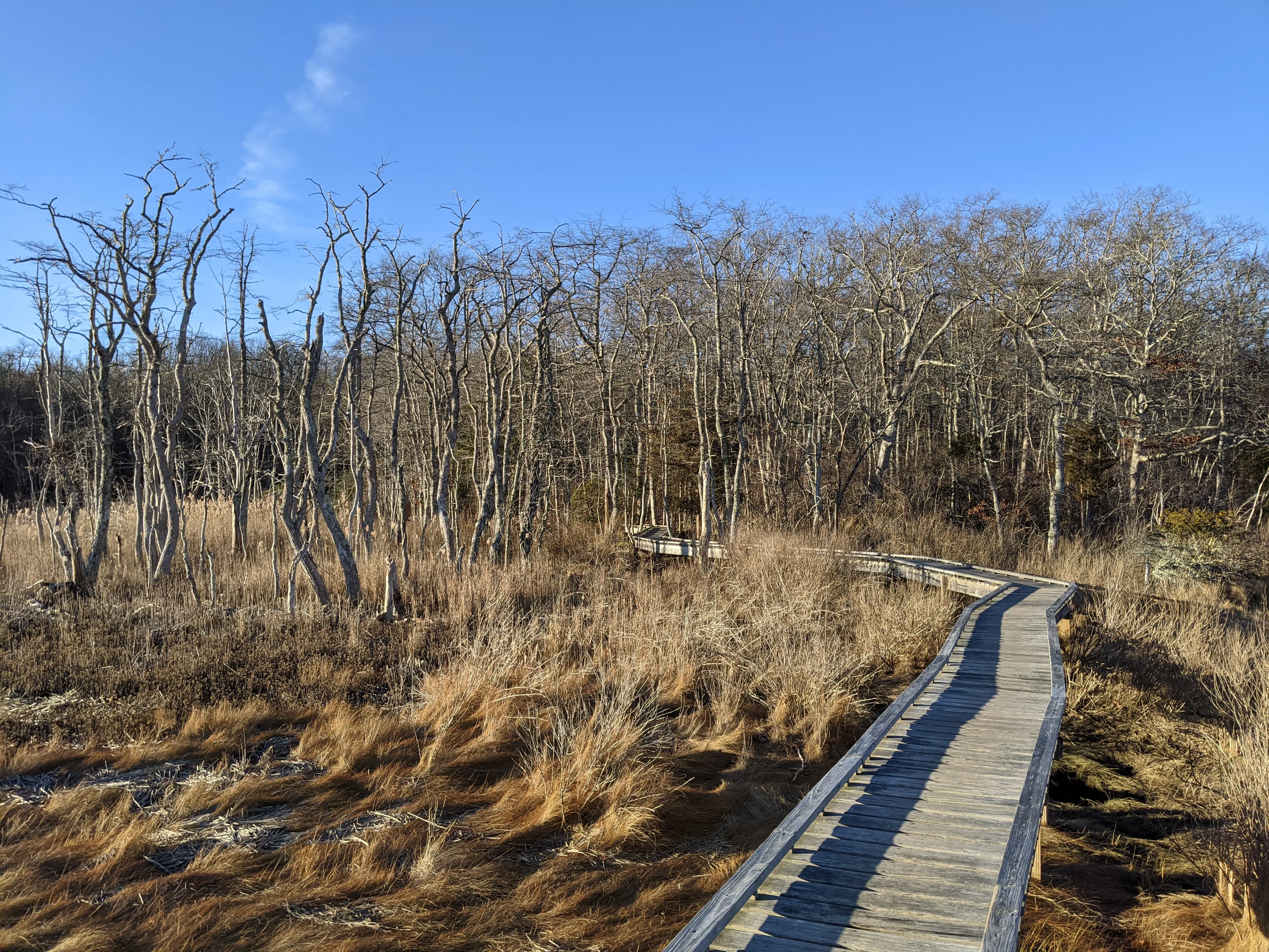 new bedford boardwalk trees.Bz6uK 7v.jpg