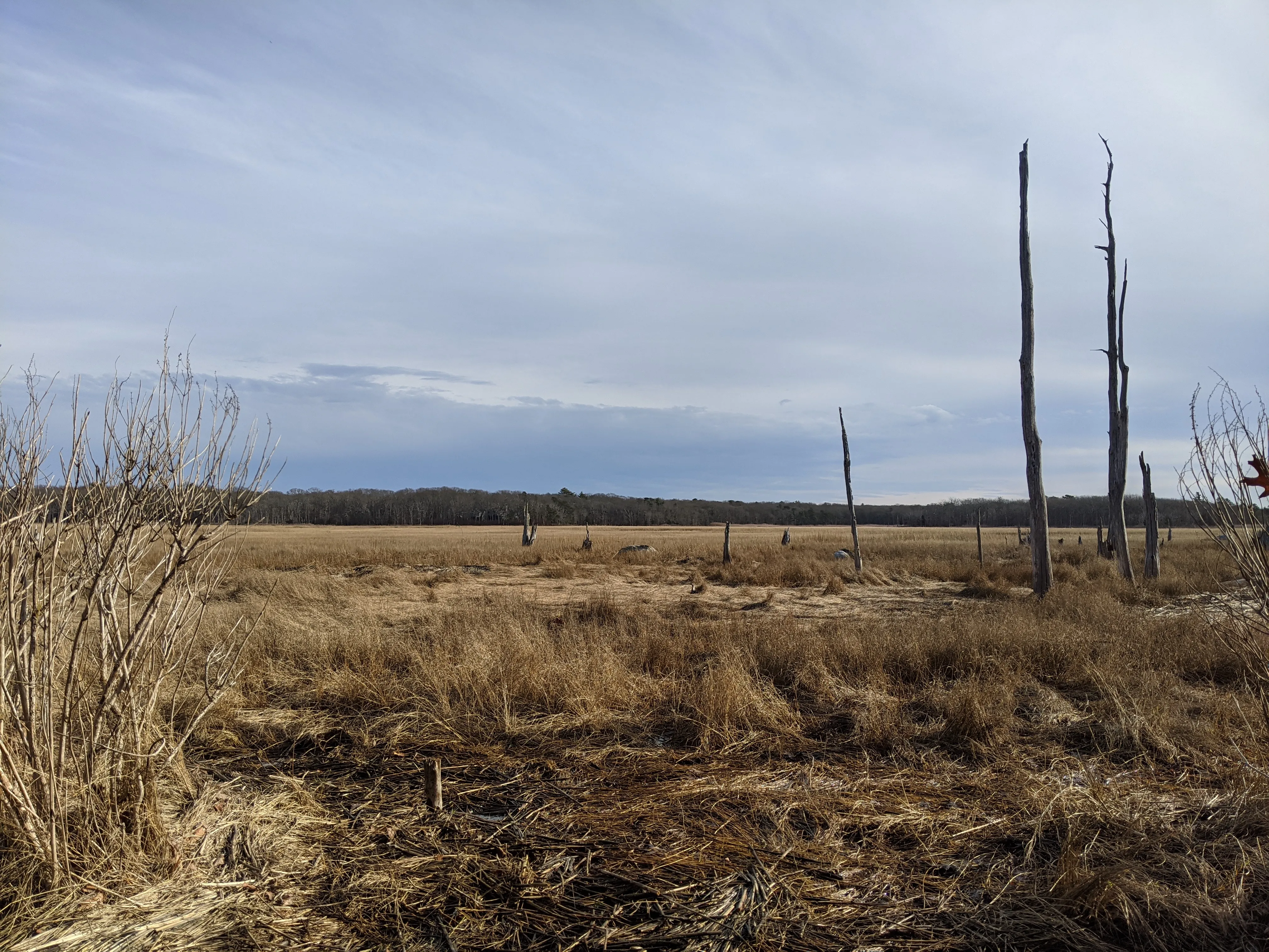 new bedford swamp.Wx3uZvkf.jpg