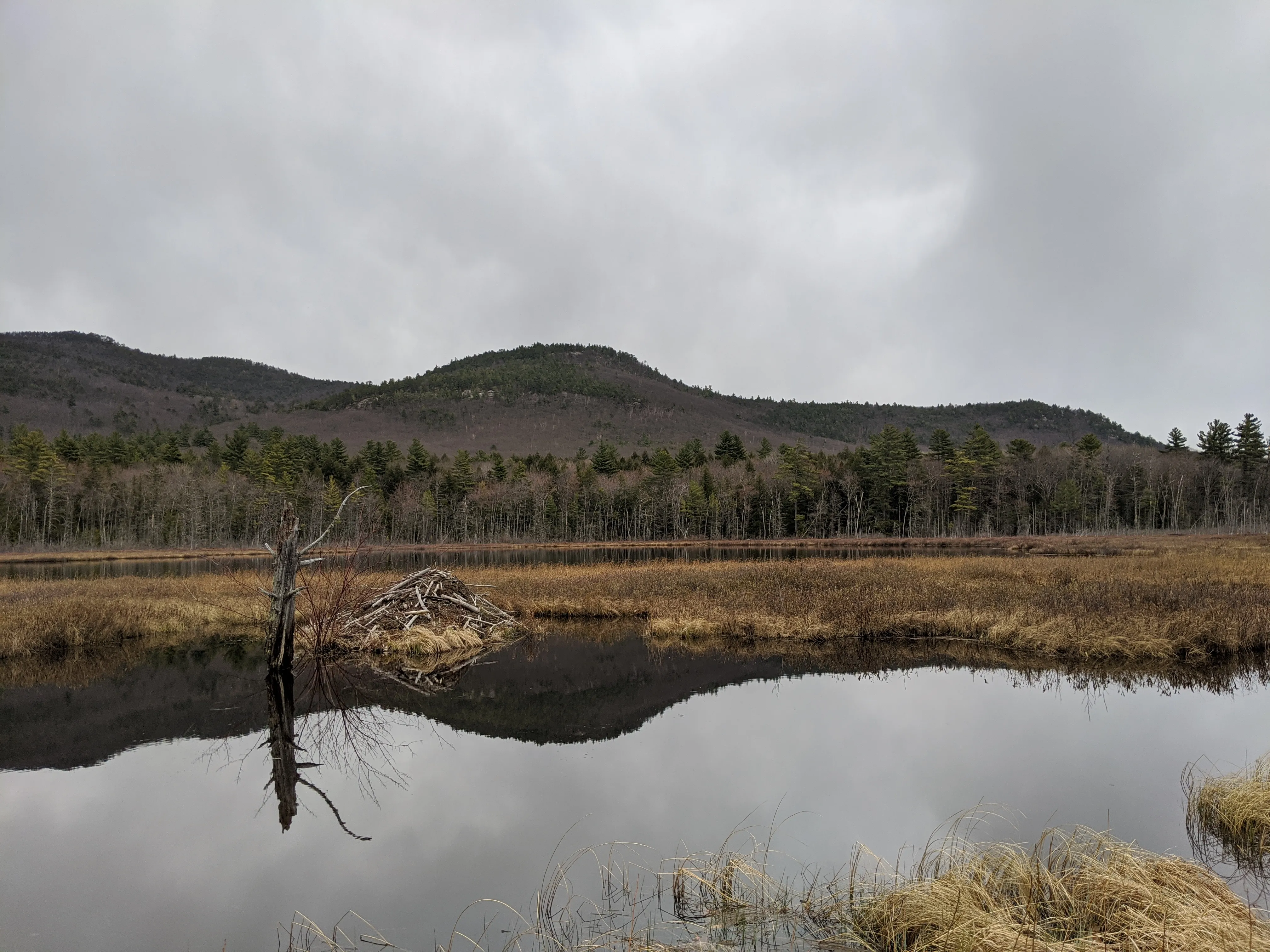 nh beaver damn.CpcxHTpT.jpg