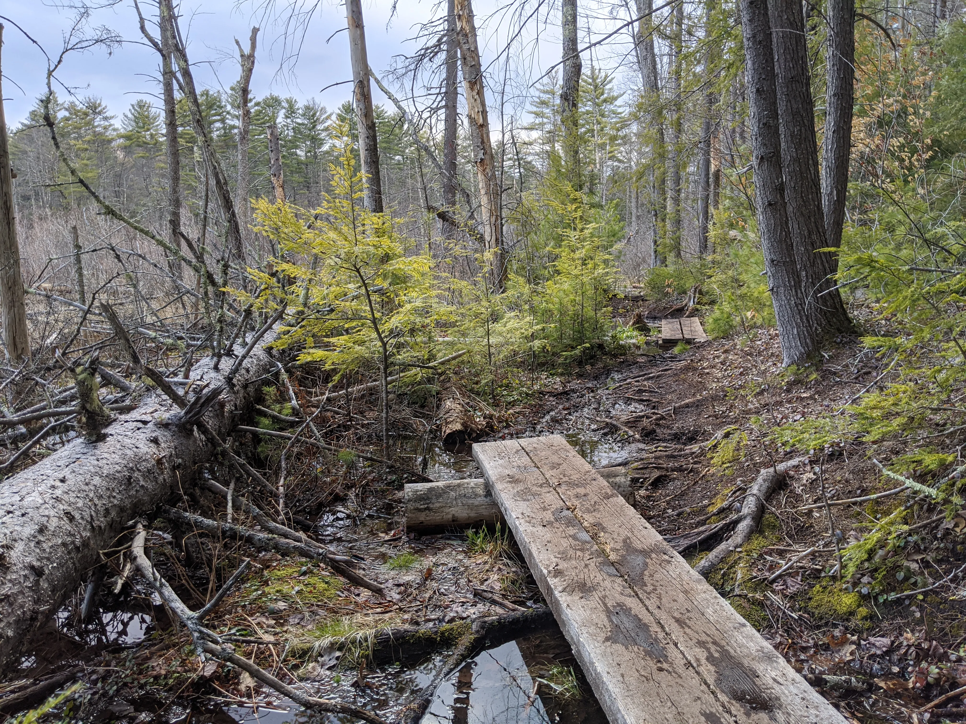 nh swamp boards.R57rEIow.jpg