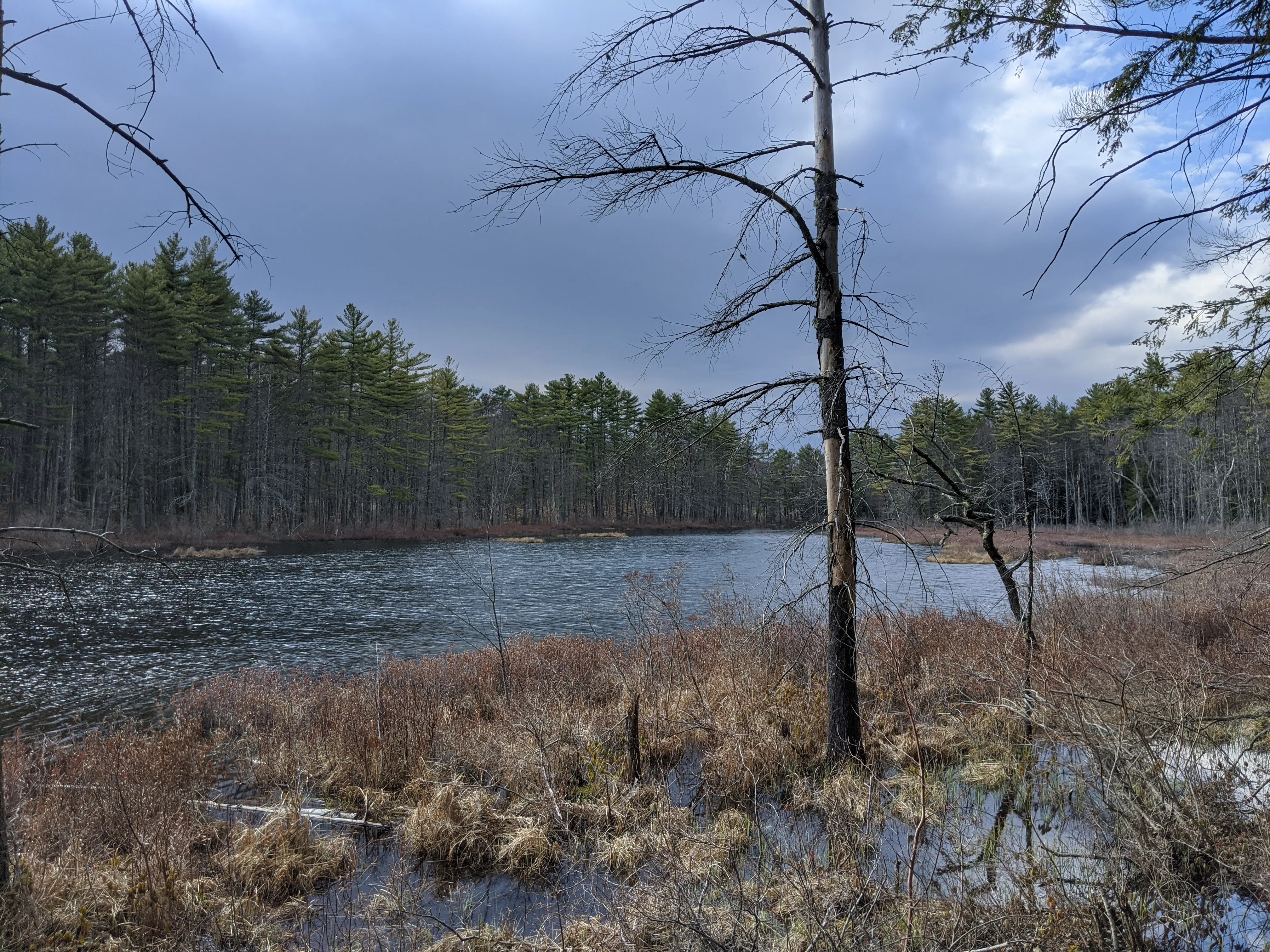 nh swamp lake.Bd8Z2zLY.jpg