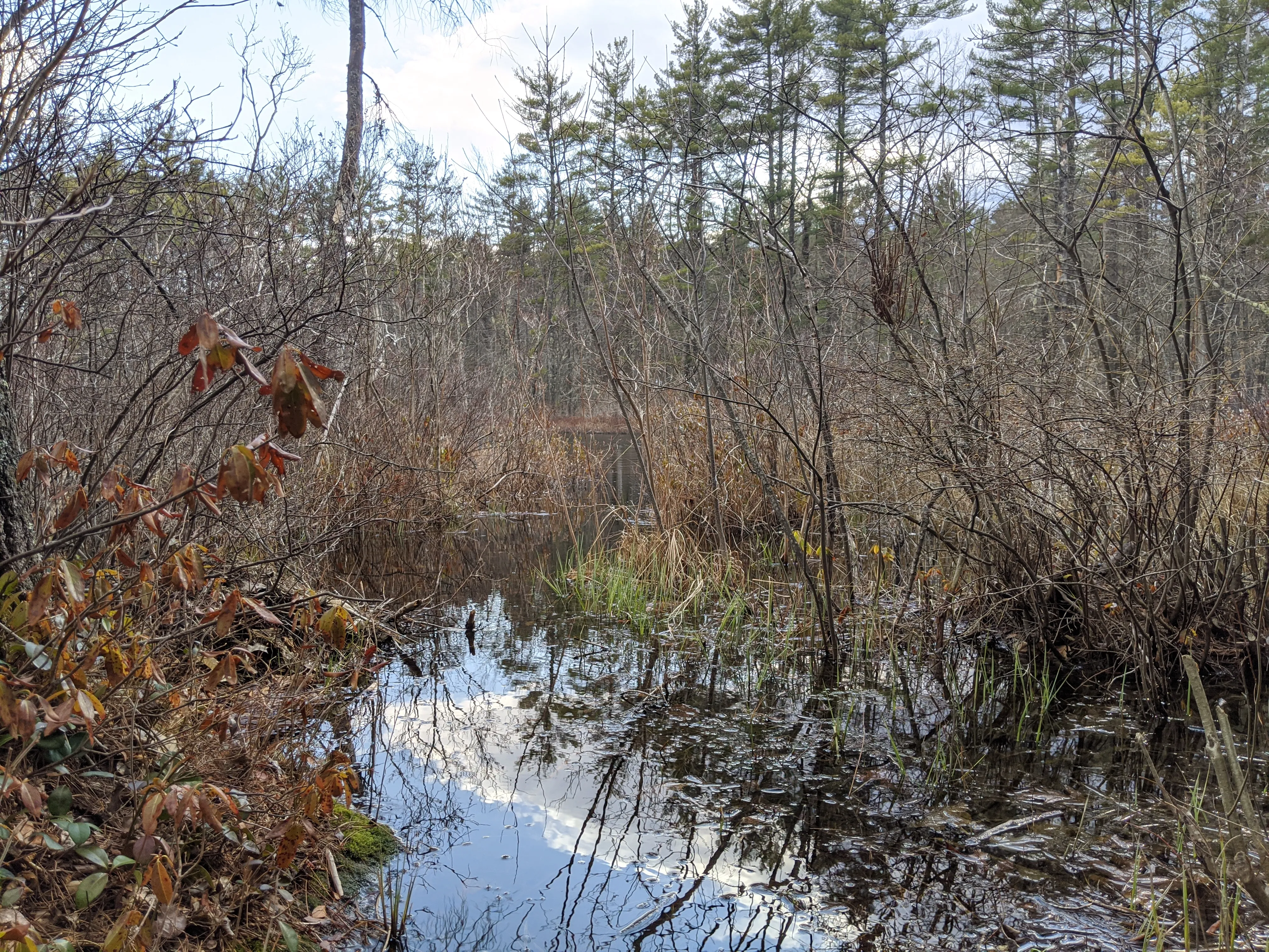 nh swamp water.DlHHHaoX.jpg