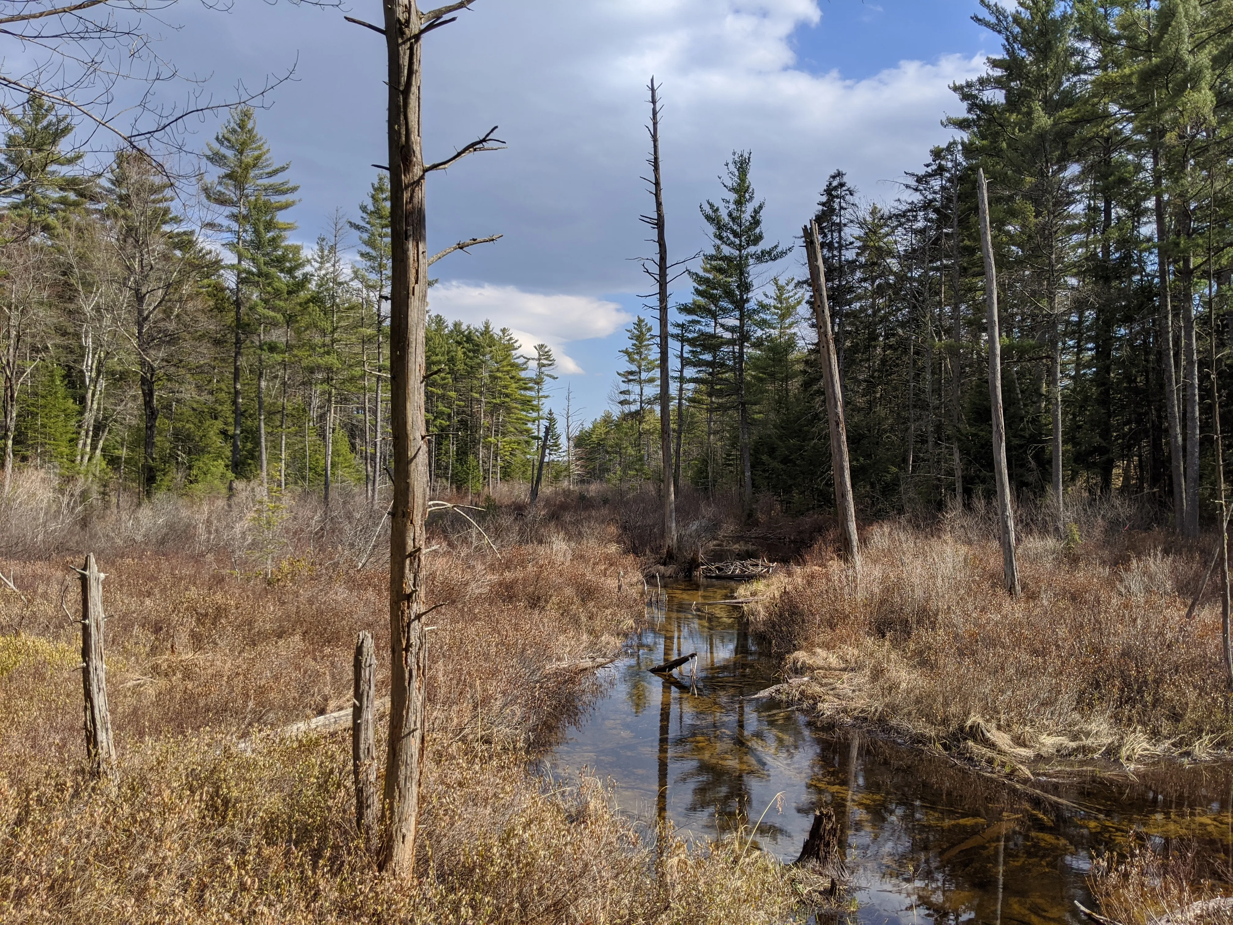 nh swamp.CO07AHIp.jpg