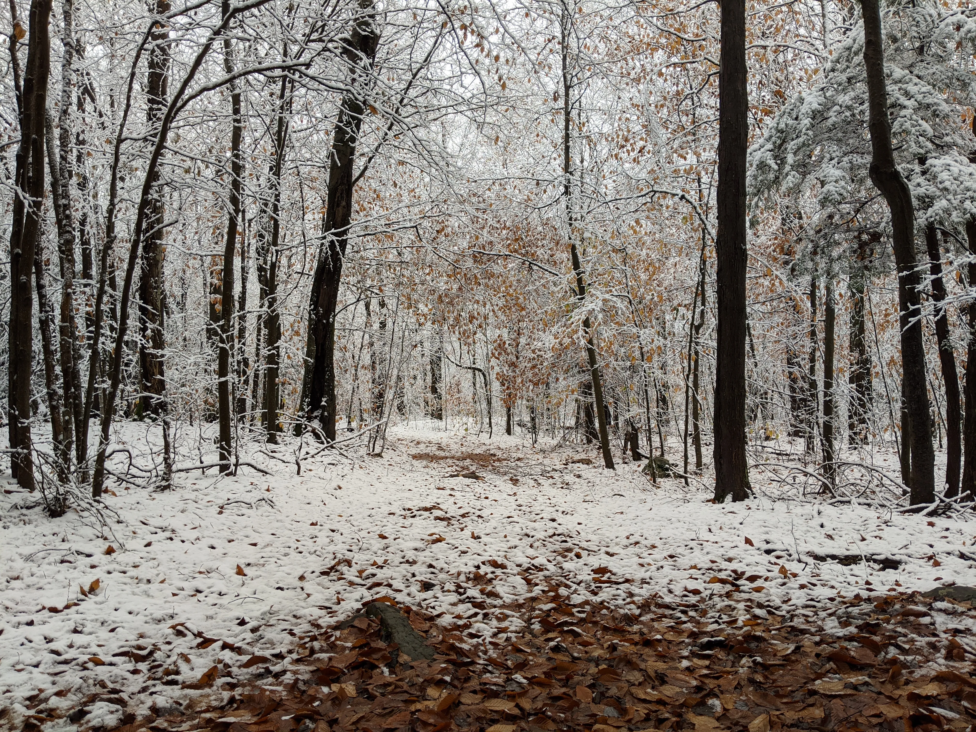 pa hike snow.CRVPlUHu.jpg