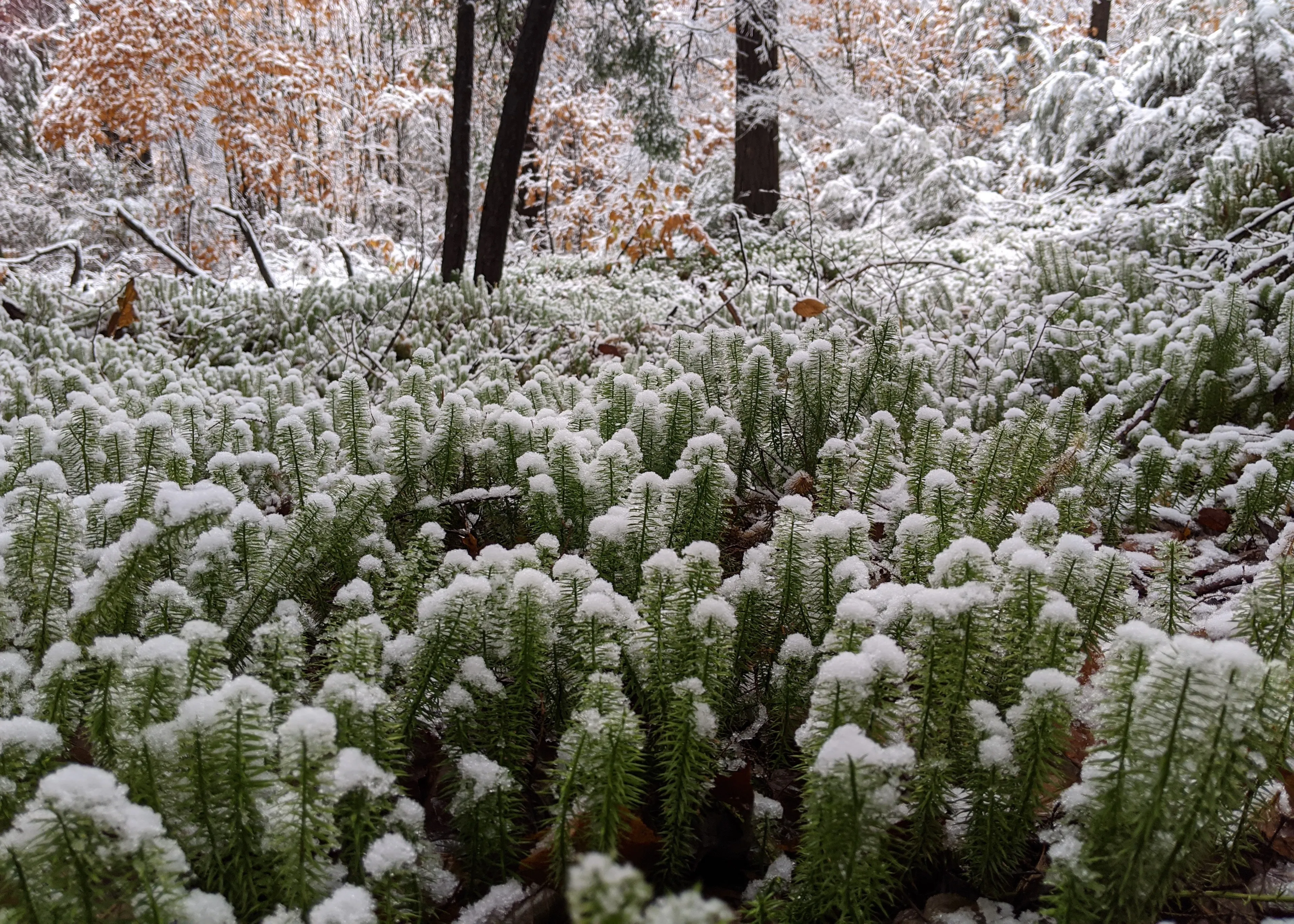 pa snow covered ferns.CQiStEoU.jpg