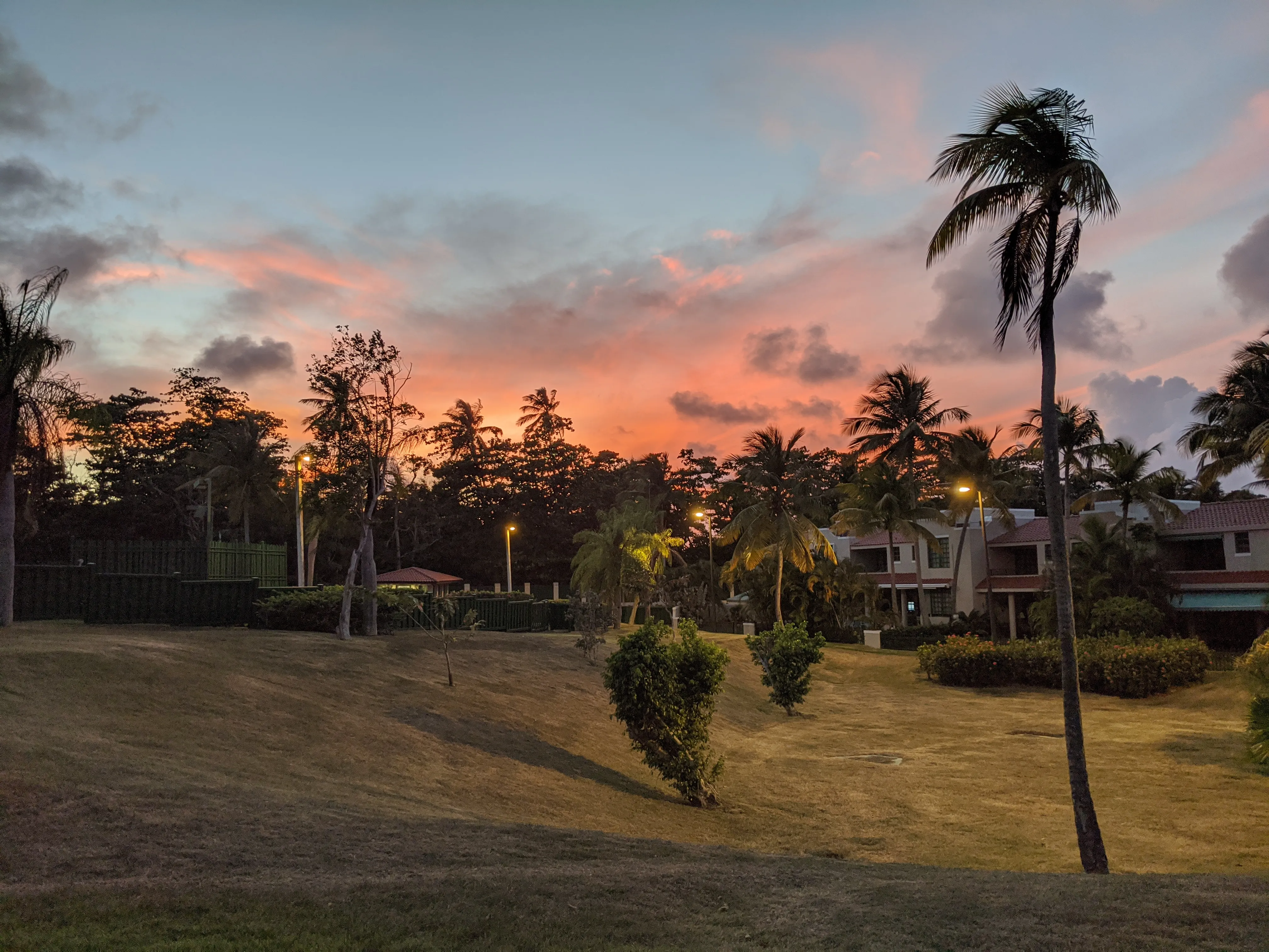 pr sunset trees.Cu3LK4xr.jpg