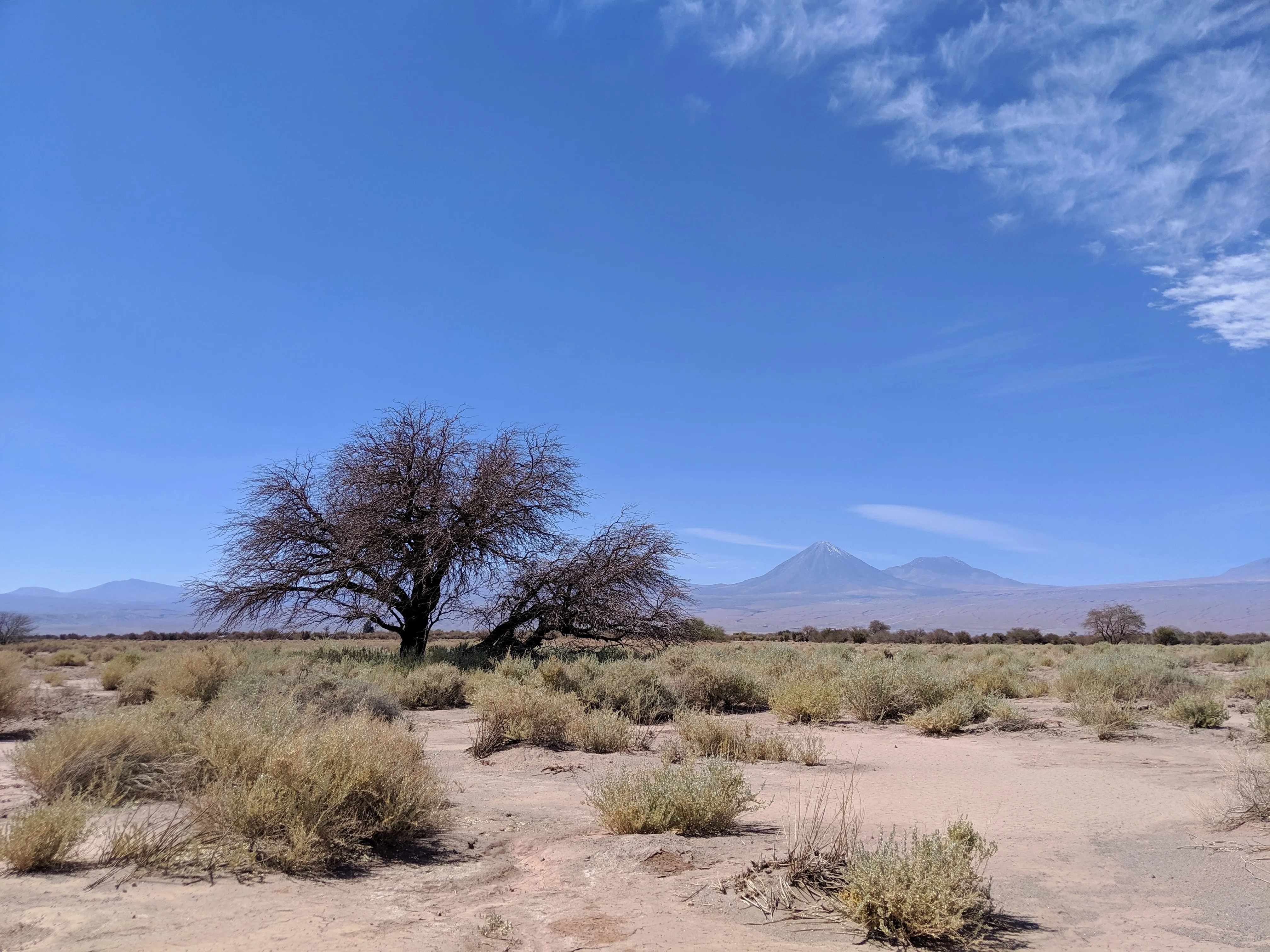 road tree.0raSfon2.jpg