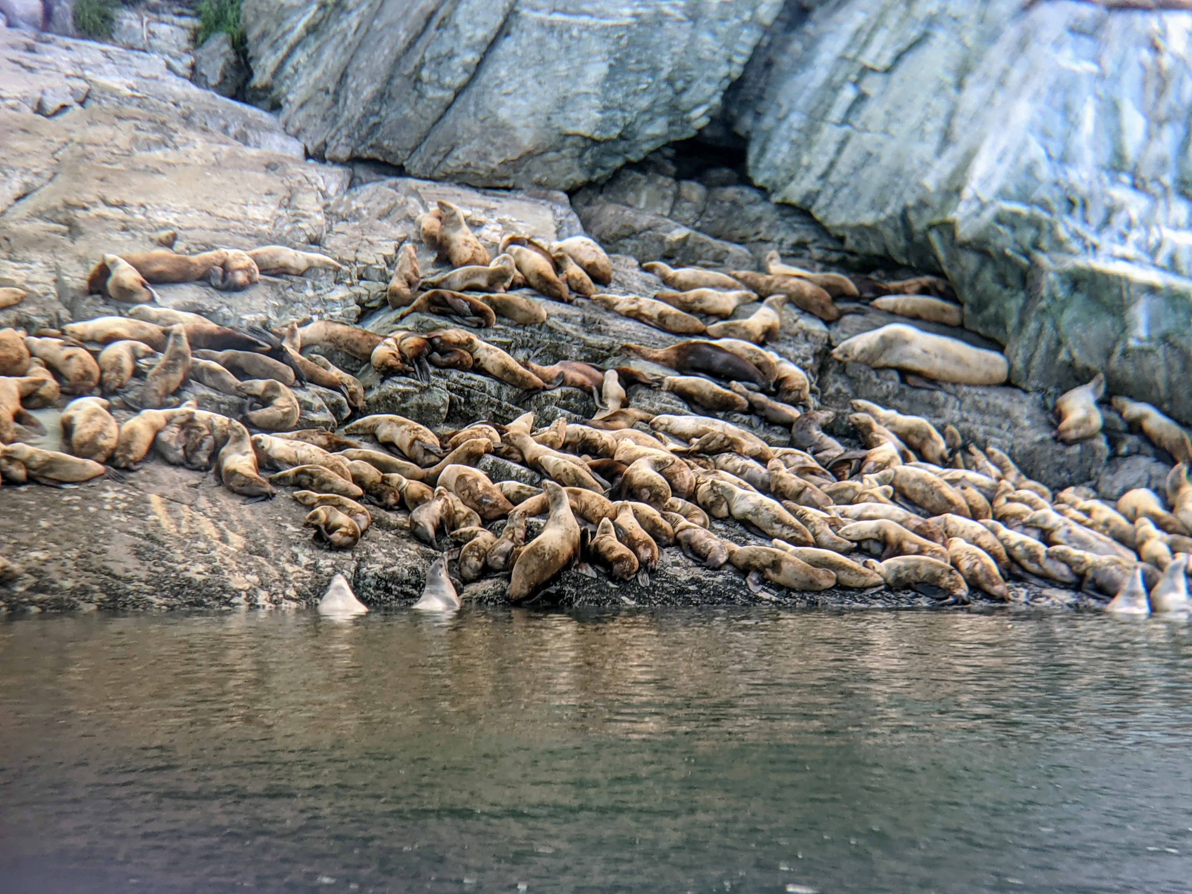 seals close.C6tJbTLG.jpg