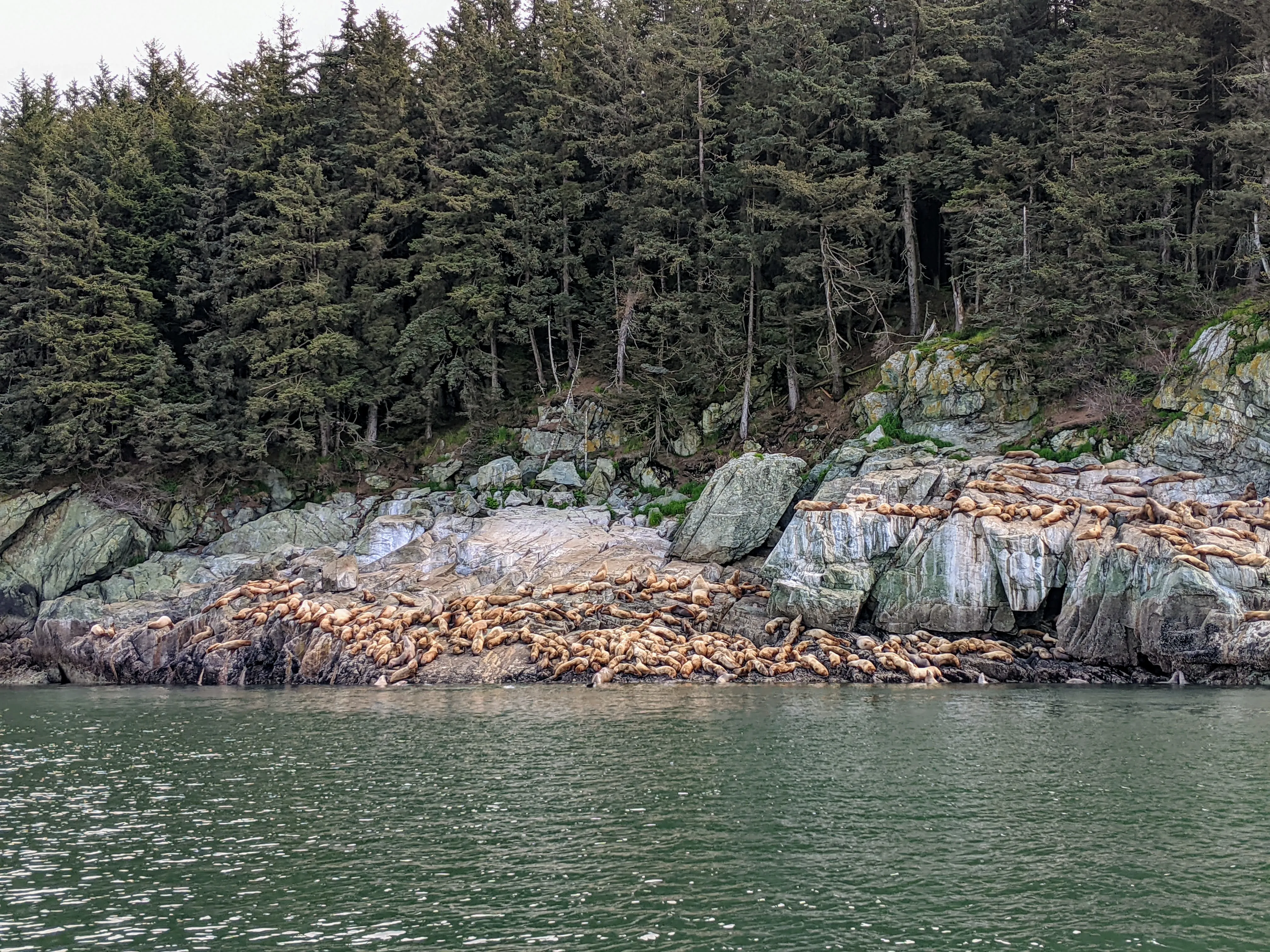 seals far.qBRtvOdj.jpg