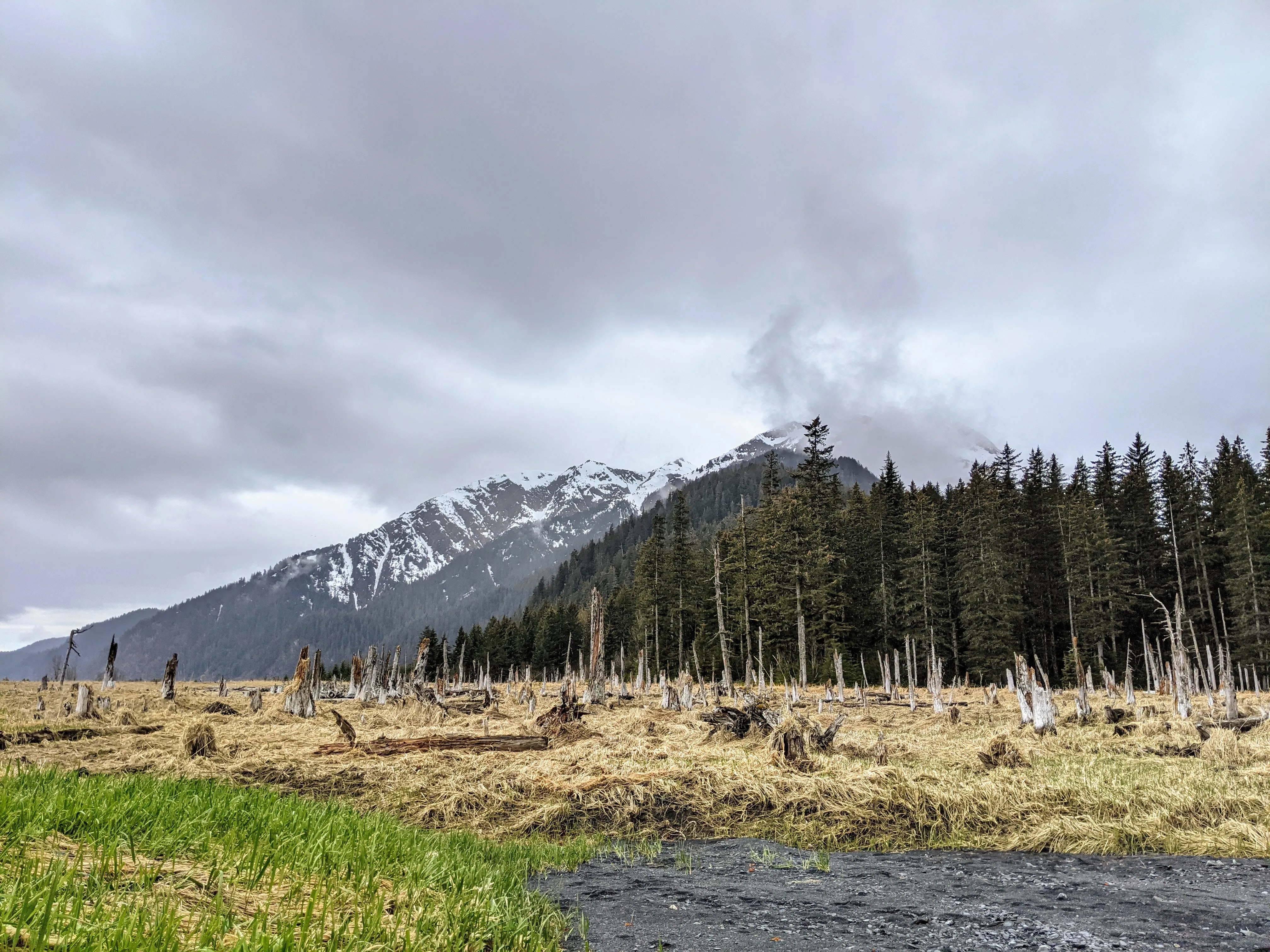 seward hike treeline.DLMIXDYn.jpg