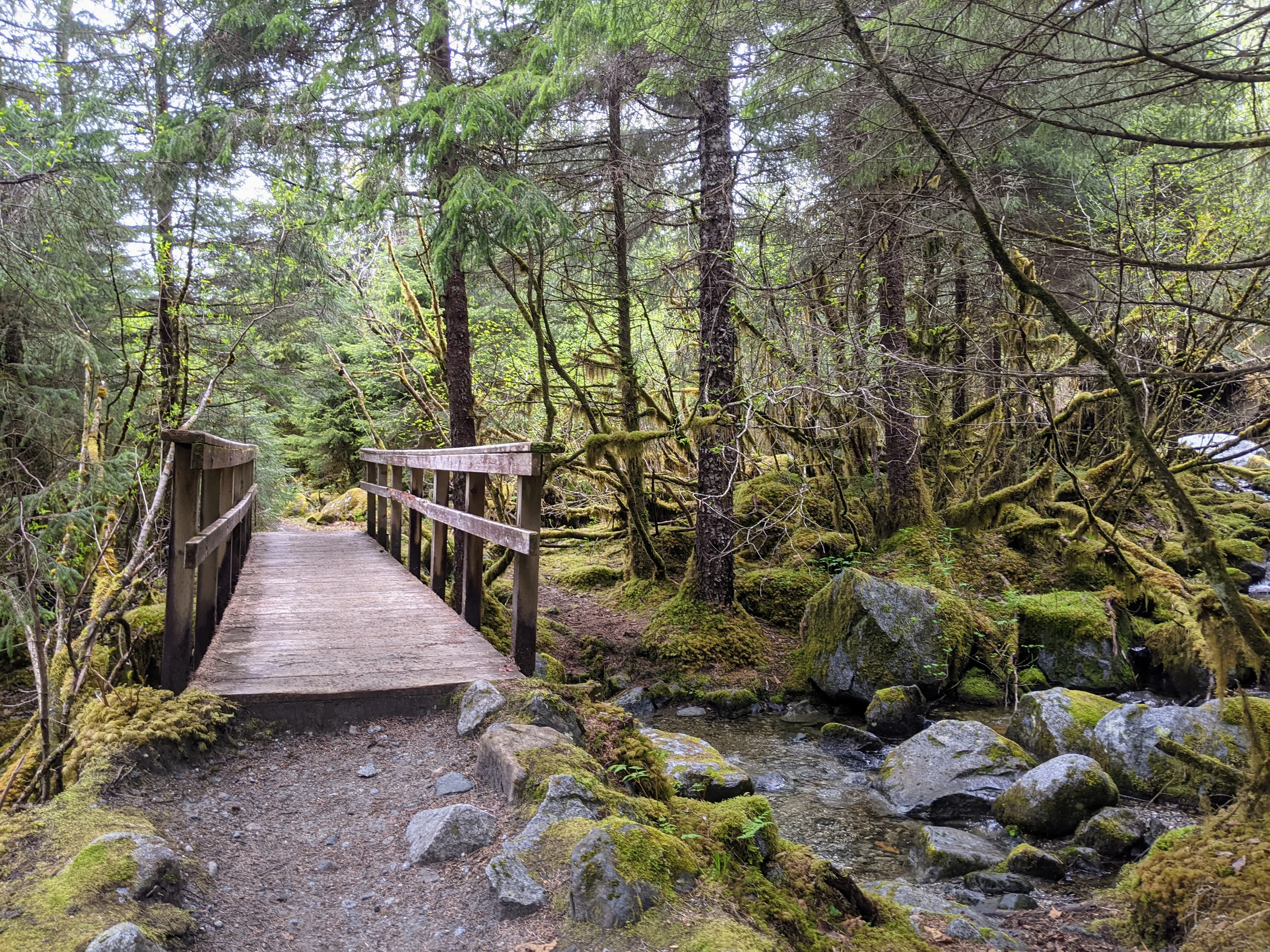 seward hike wooden bridge.CO3rVa8z.jpg