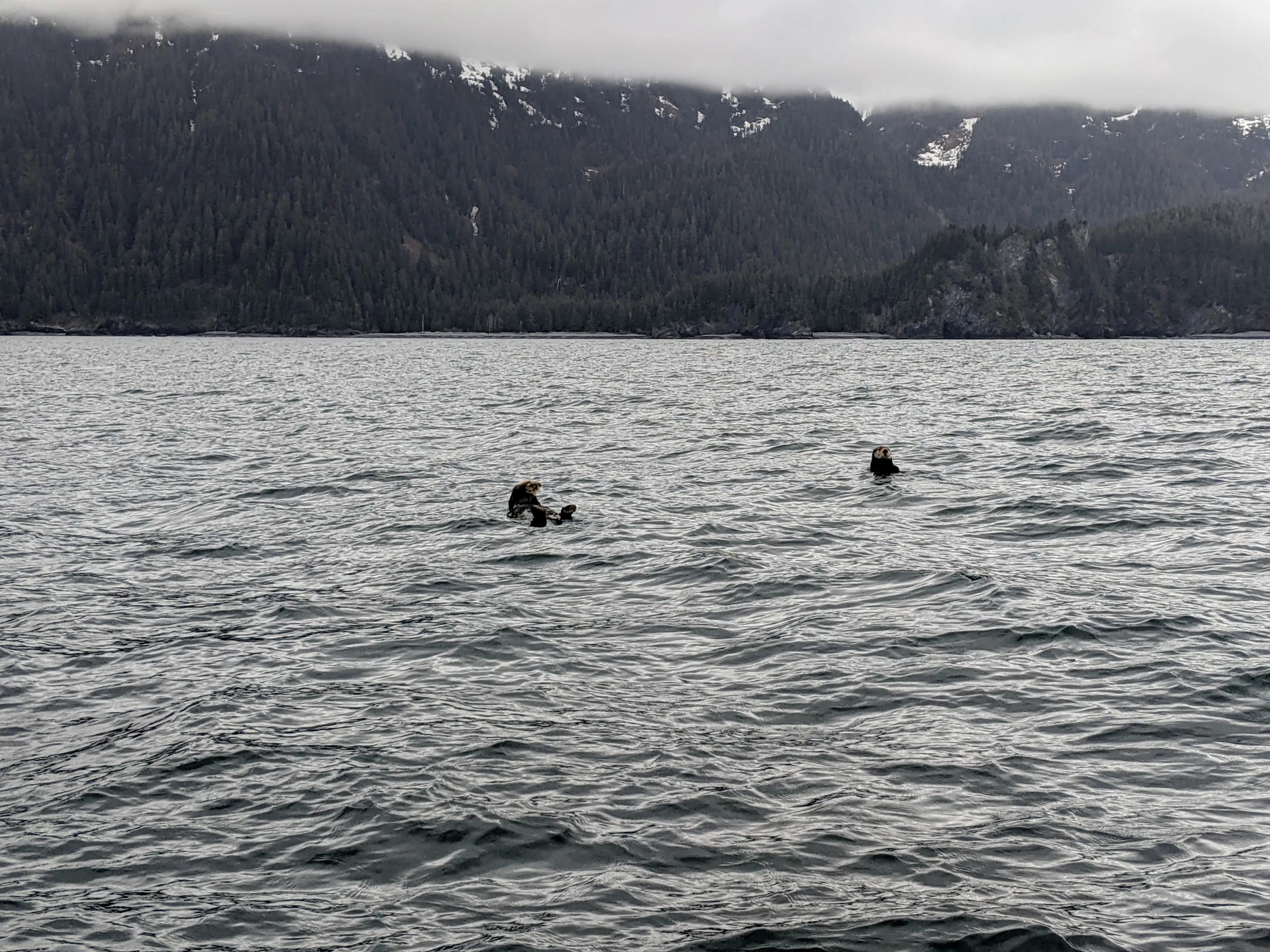 seward otters.CoQcQz2h.jpg