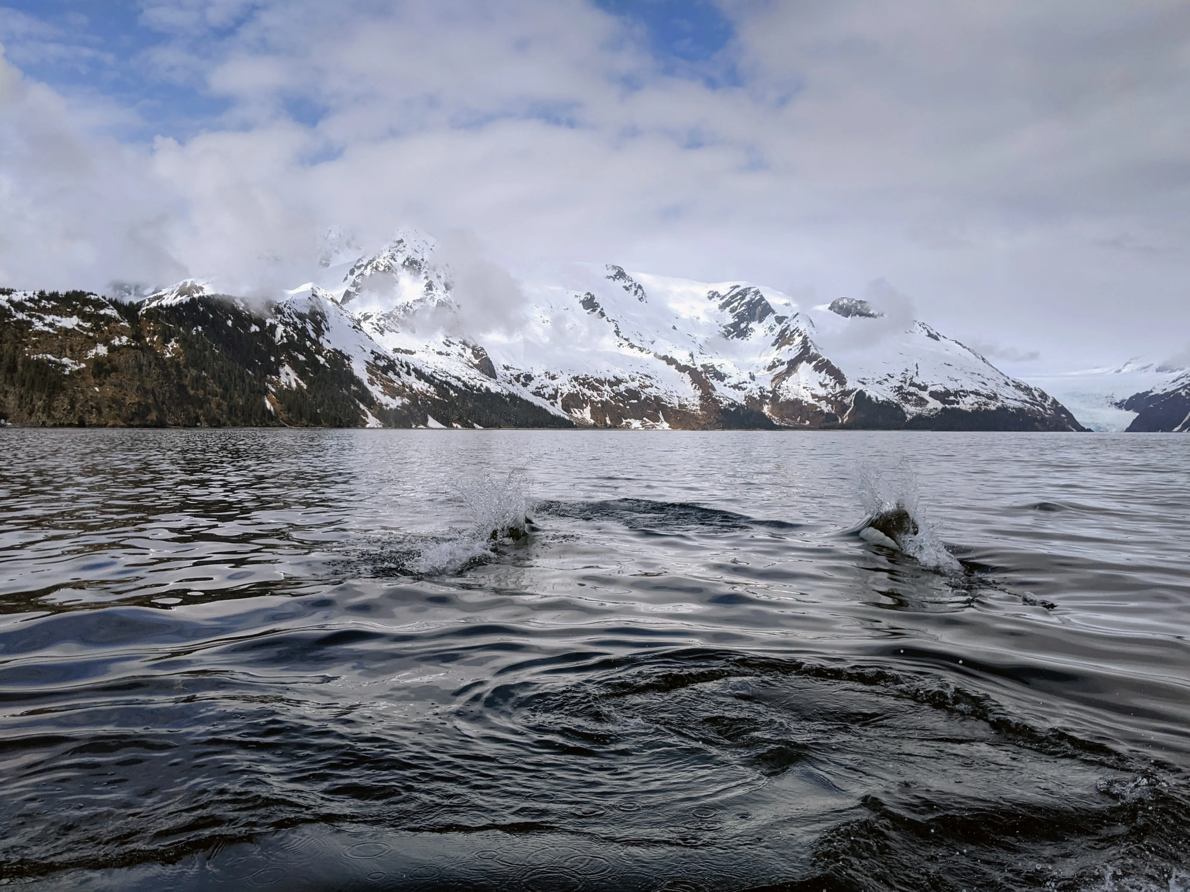 seward porpoises.DO3JWYP5.jpg