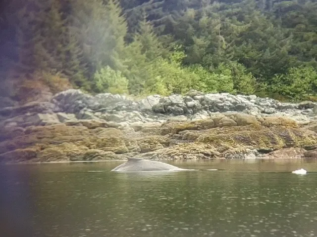 whales animated.DDlHrR2a.gif