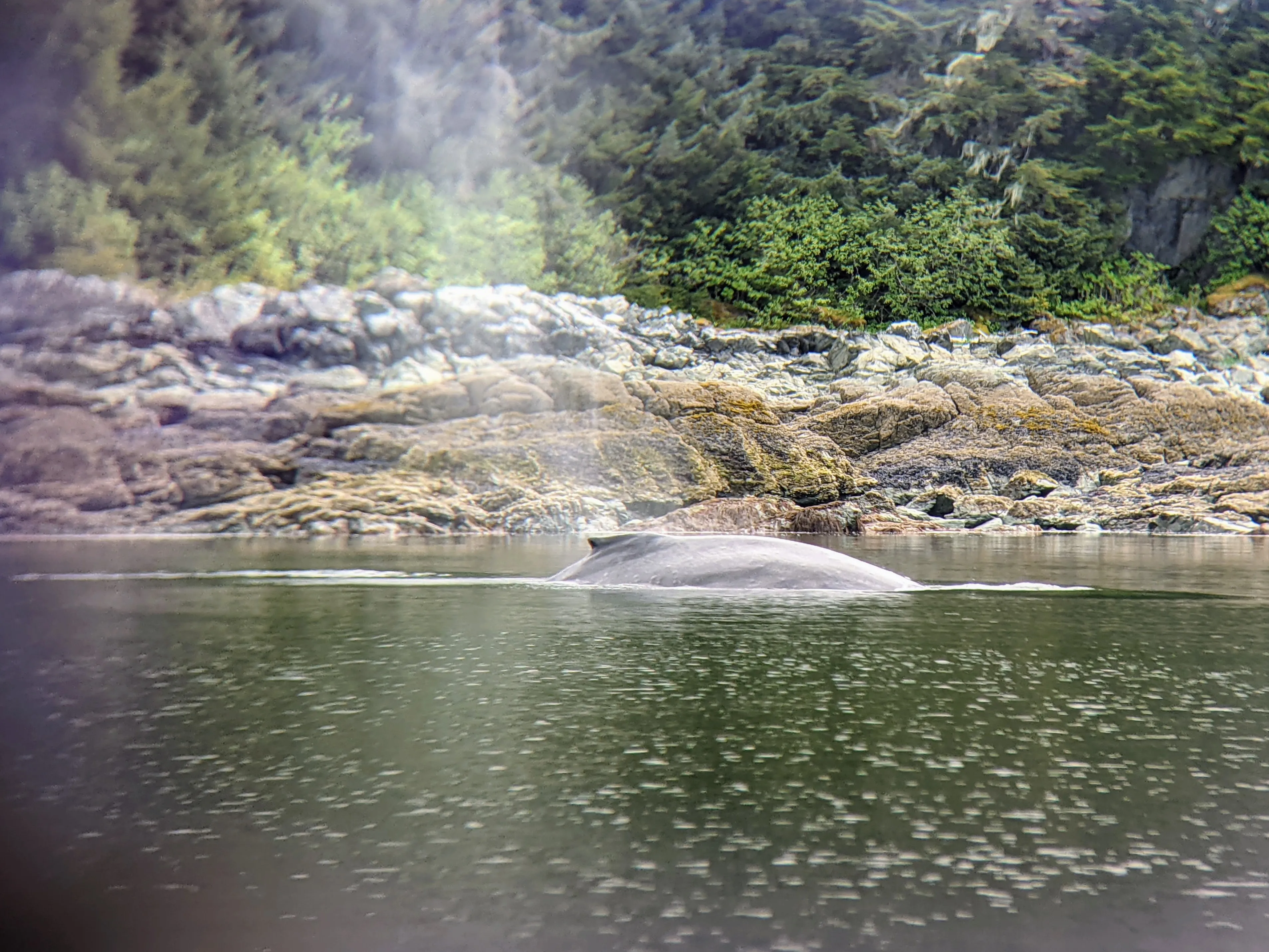 whales hump.D6wphZXM.jpg