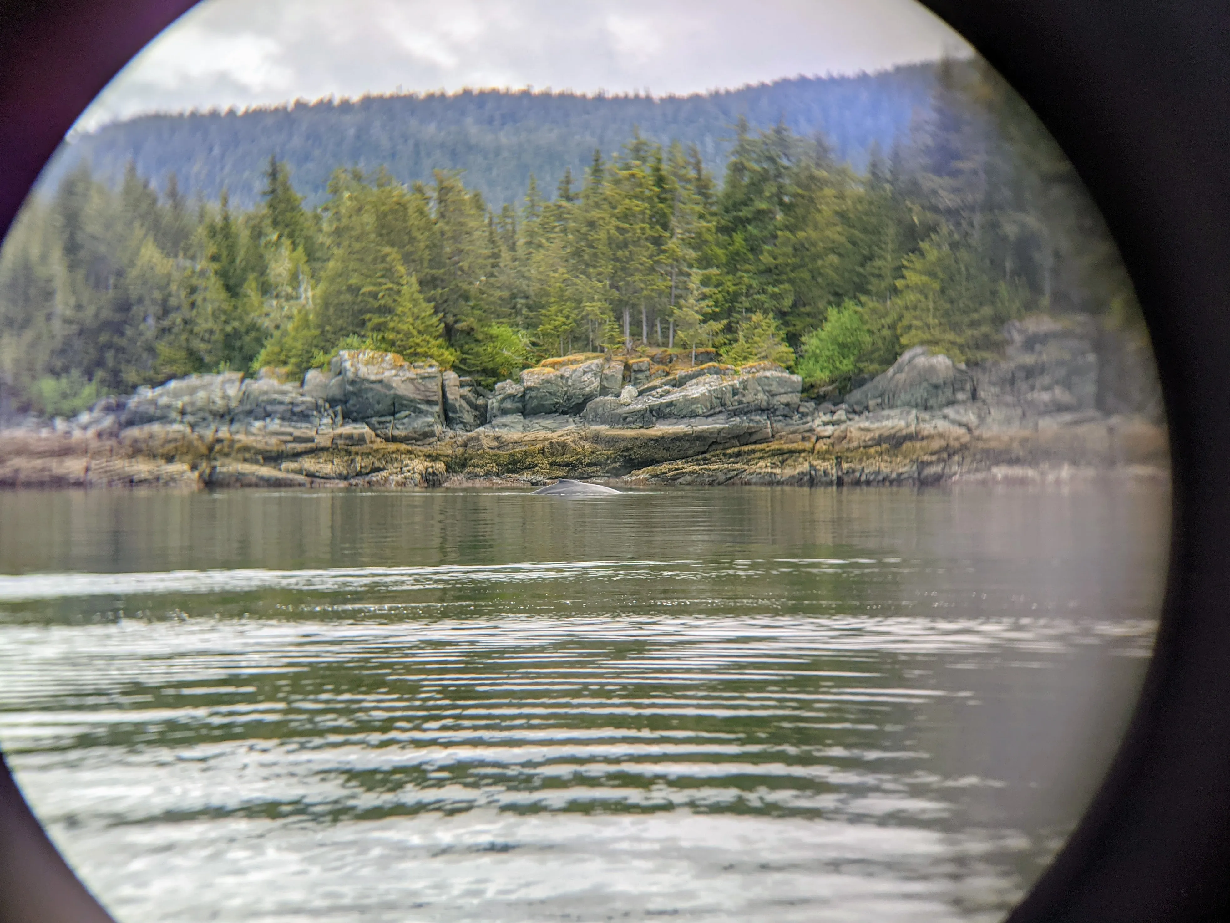 whales scope.CEfyf7Ux.jpg