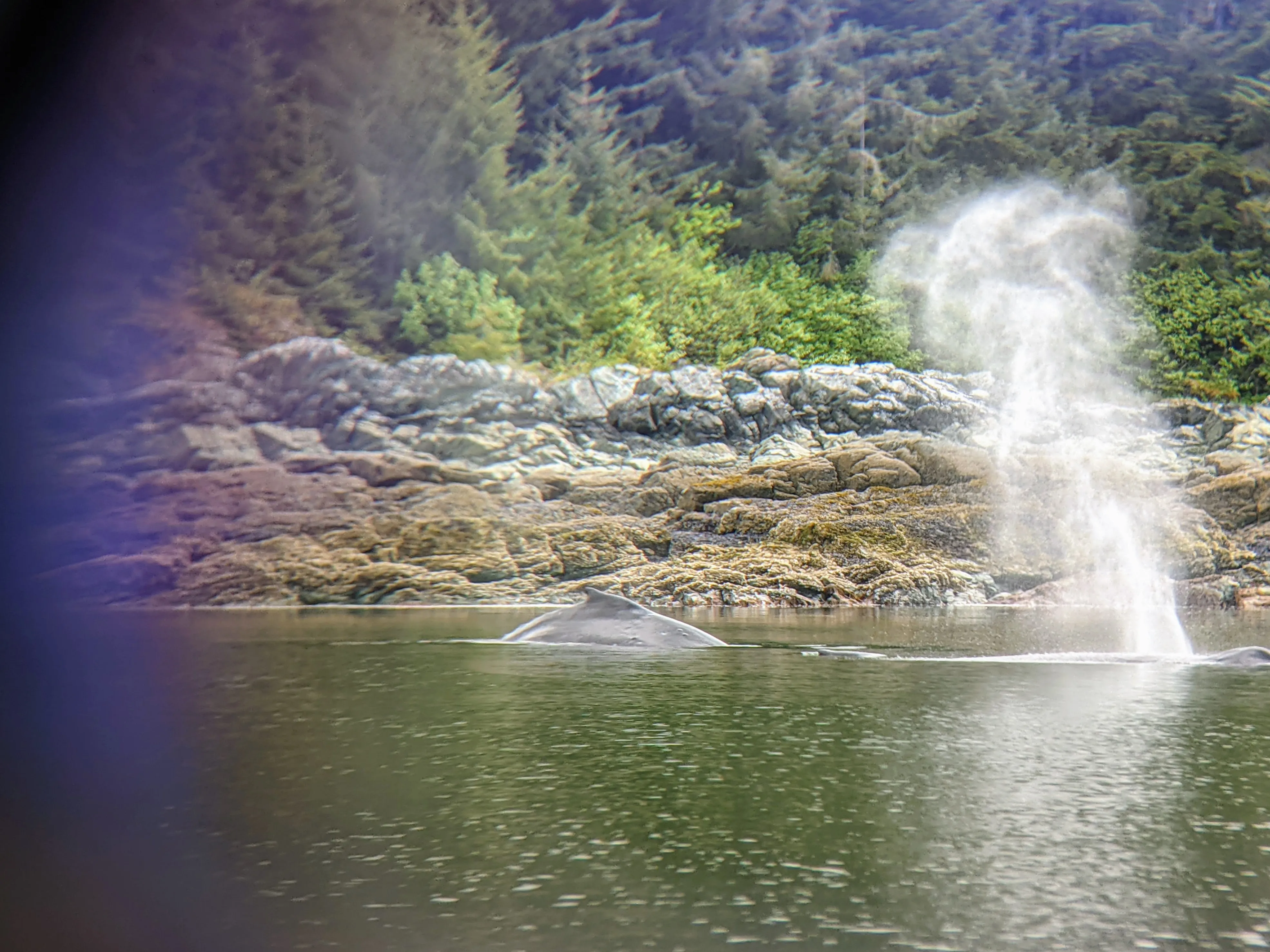 whales spout scope.DbKyCtpt.jpg