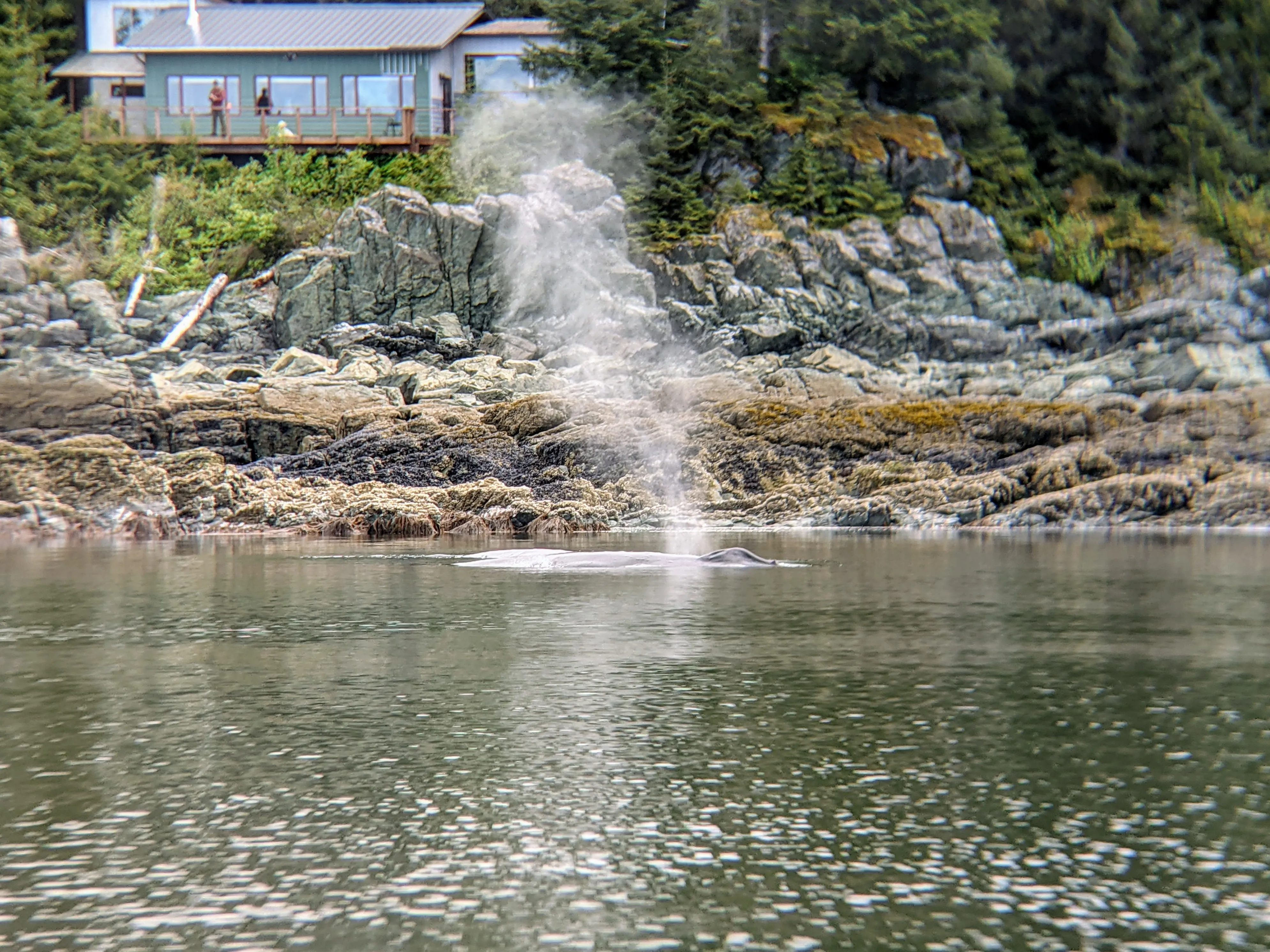 whales spout steam.esfhCtgH.jpg