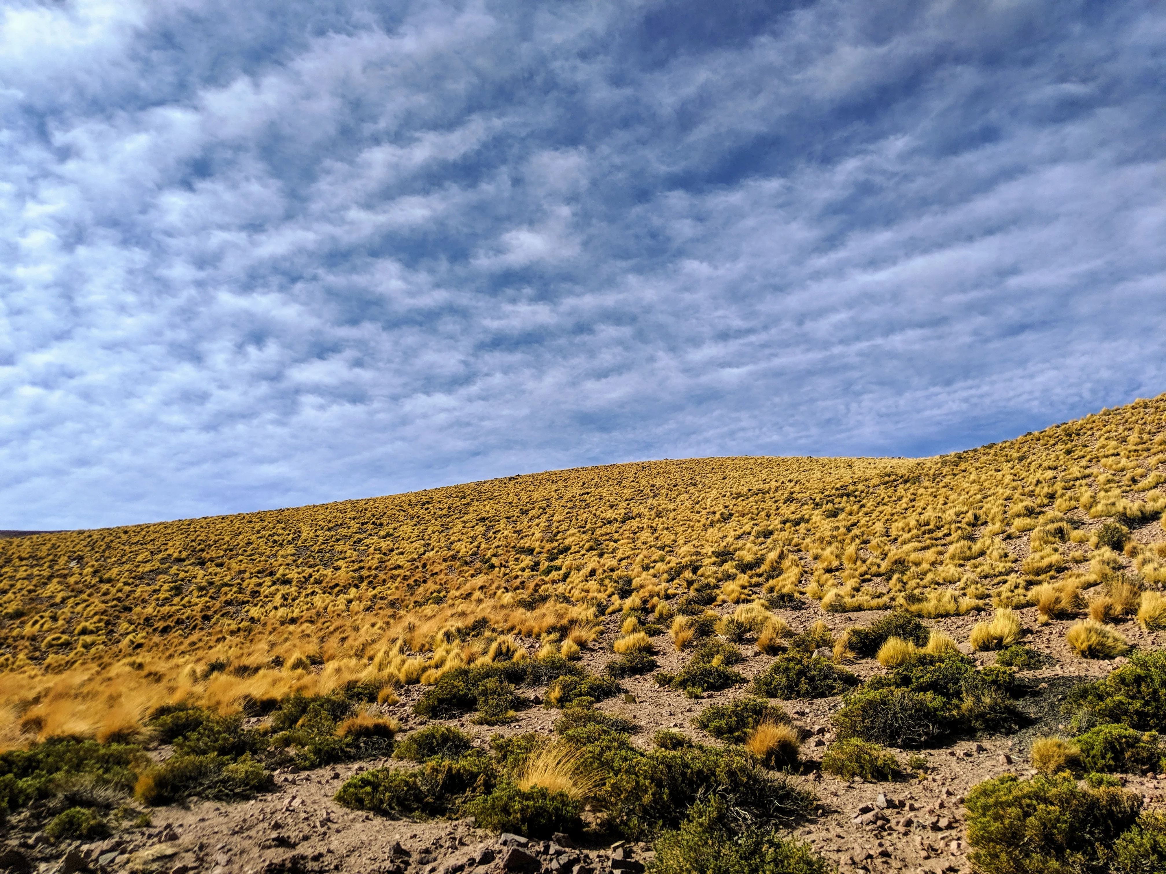 xp bushes.DB5rfGhp.jpg